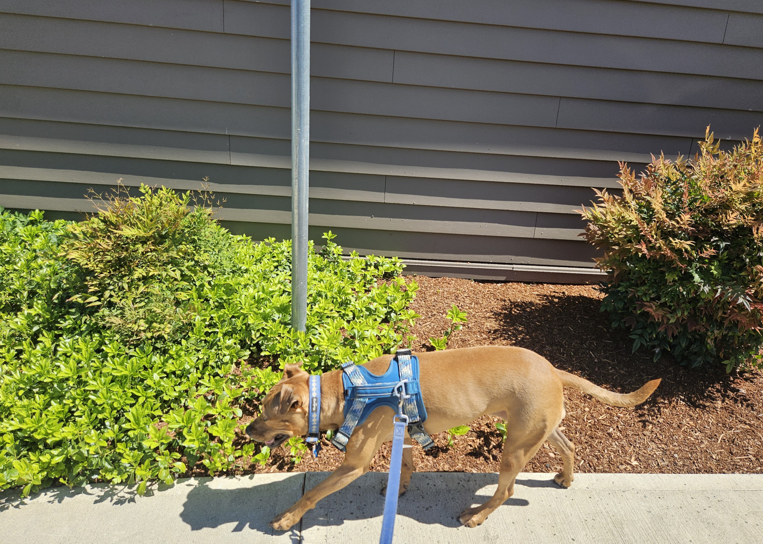 Barley, a dog, walks along a sidewalk, past a sign pole. The edge of the sidewalk, the orientation of the sign pole, and the angle of the siding on the building in the background, are all out of alignment with one another.