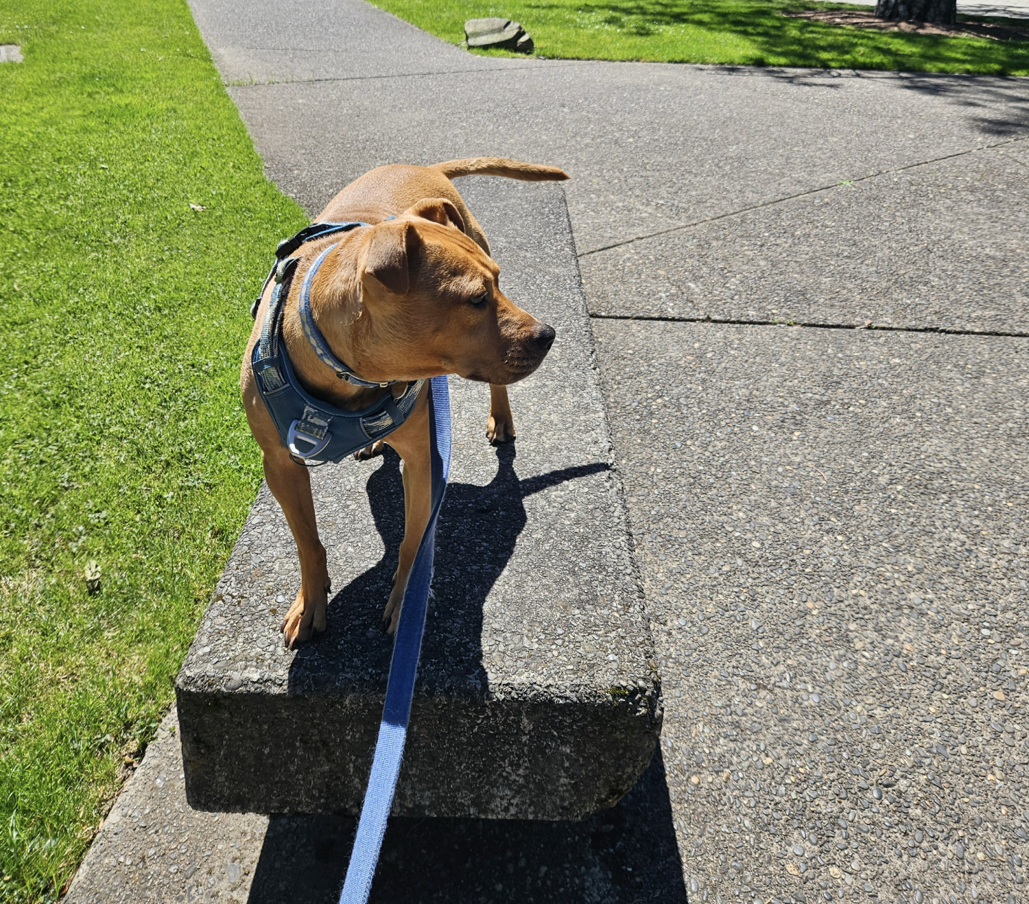 Barley, a dog, stands on a concrete bench and faces toward the right side of the frame, as if noticing something from her elevated vantage point.