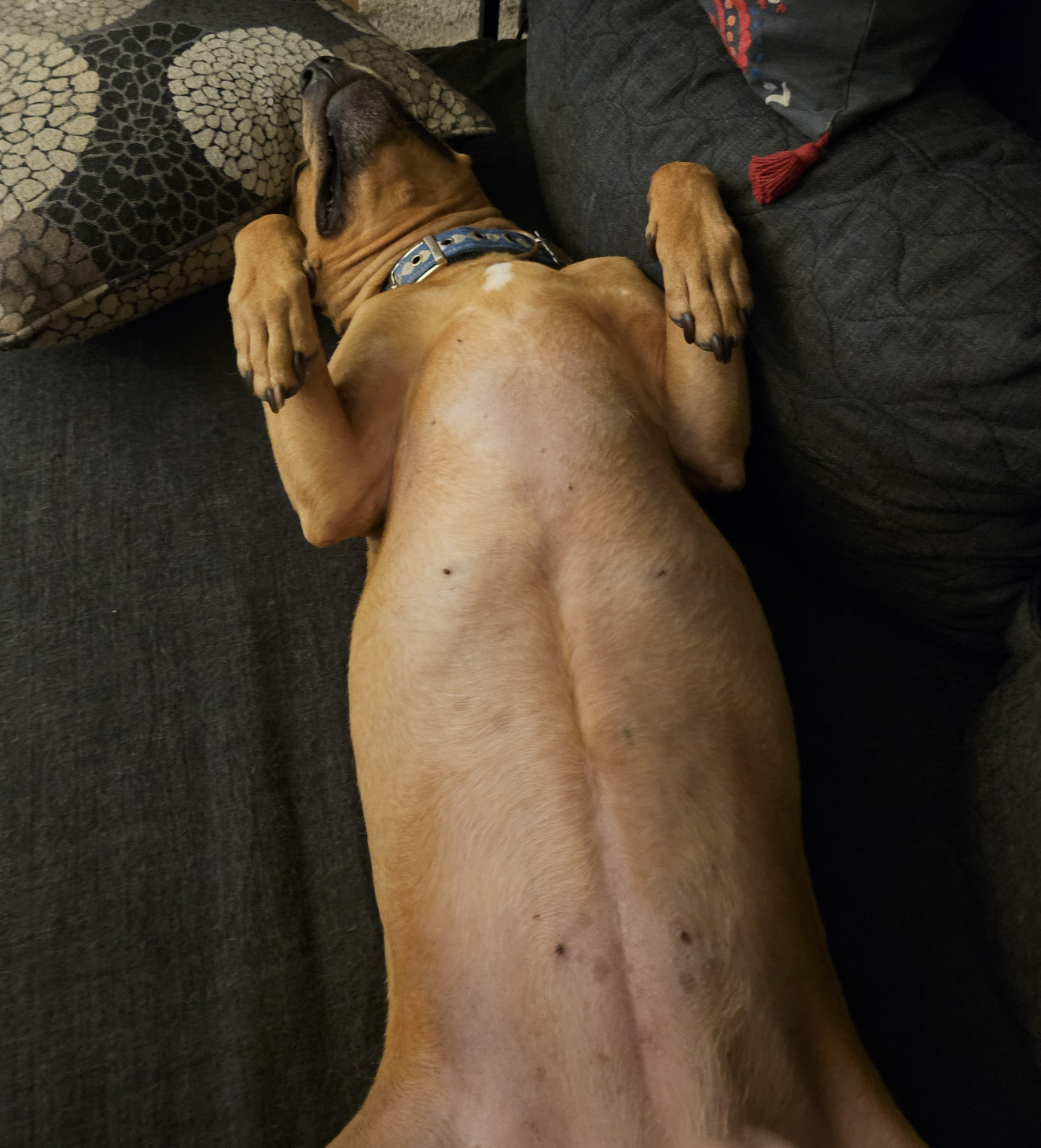 Barley, a dog, reclined blissfully on her belly, revealing the pink skin of her belly and a handful of age spots.