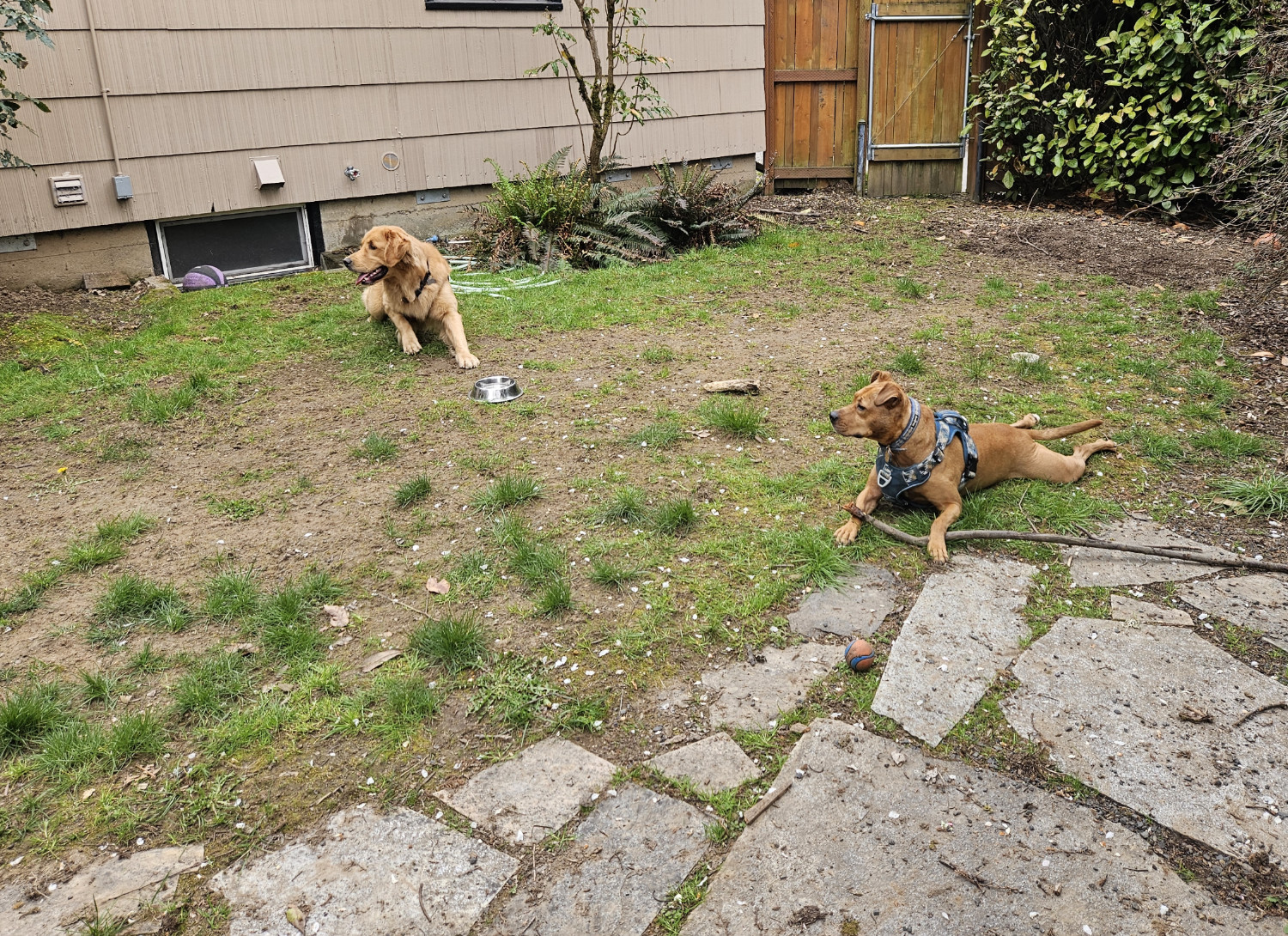 Barley, a dog, lies on some patchy grass with a stick, with another dog nearby. Both dogs are looking expectantly toward the left side of the frame.