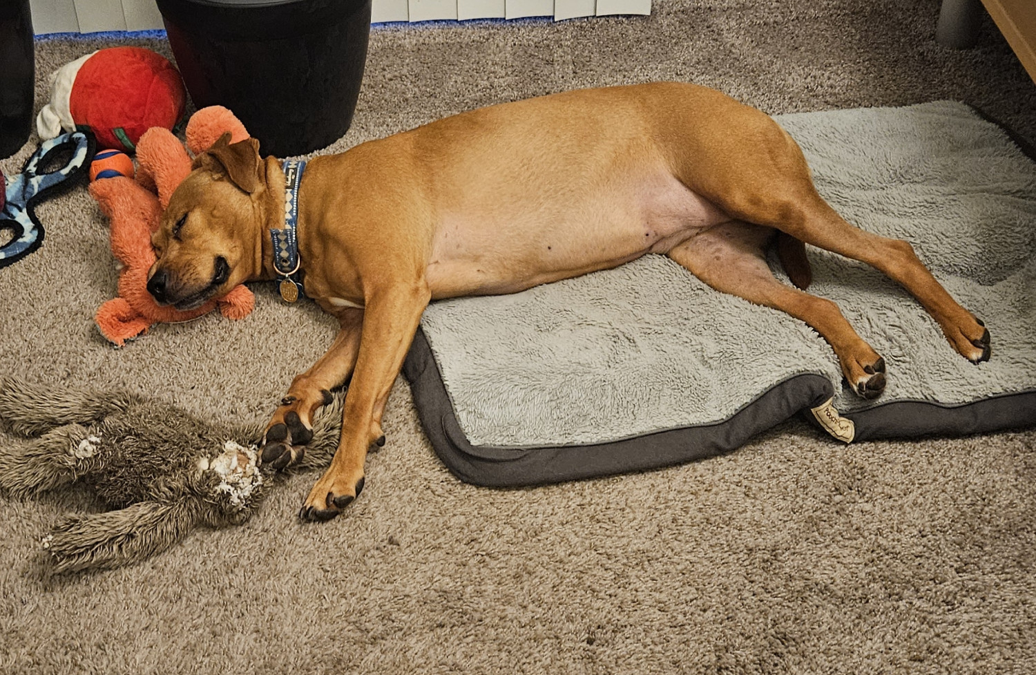 Barley, a dog, sleeps with her body below the shoulder on her dog bed, her head resting on a stuffed toy, and her wrist supported by a *different* stuffed toy, resulting in a coincidentally perfect ergonomic arrangement.