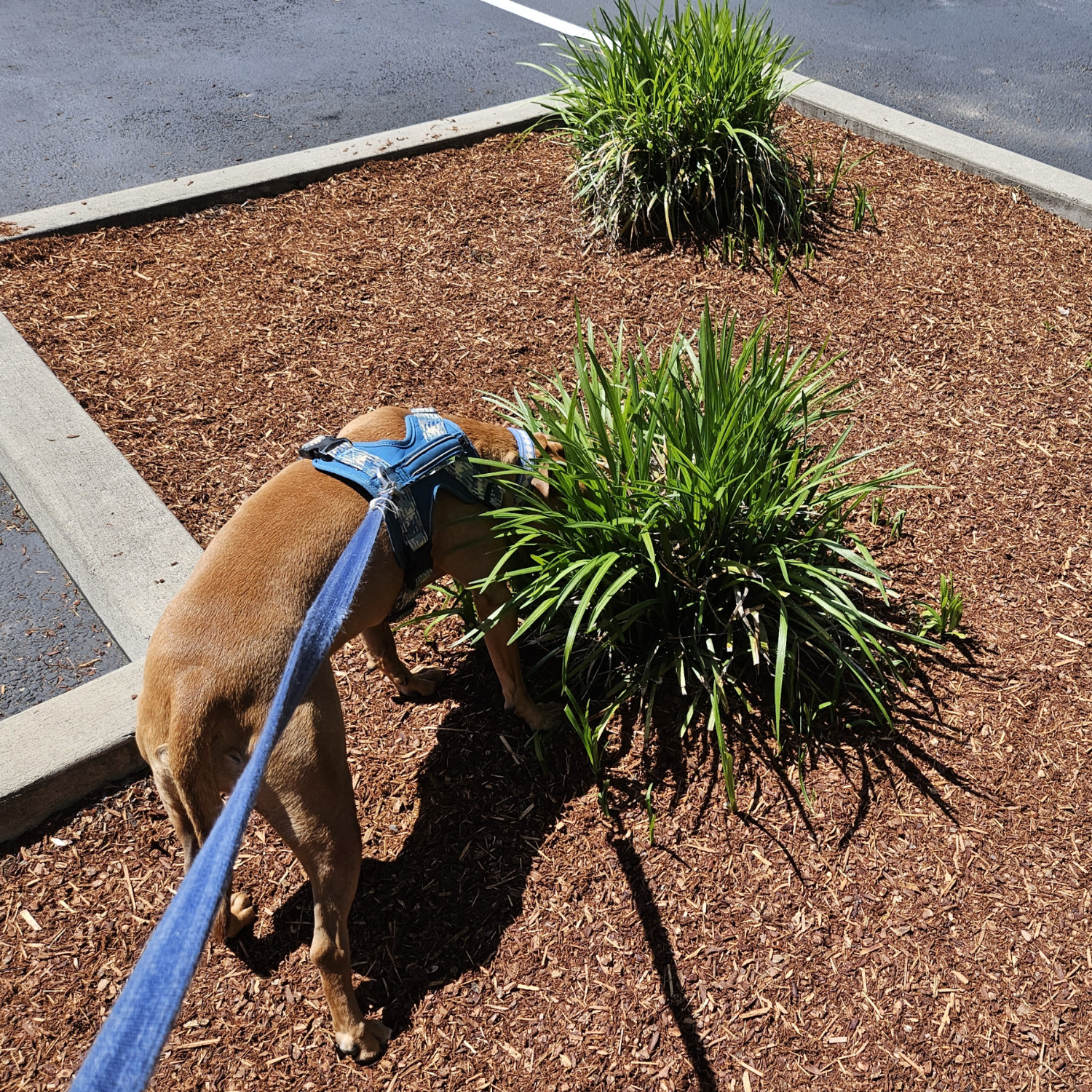 Barley, a dog, puts her face *way* into a stand-alone shrub, giving the impression that she has a giant green sea urchin for a head.