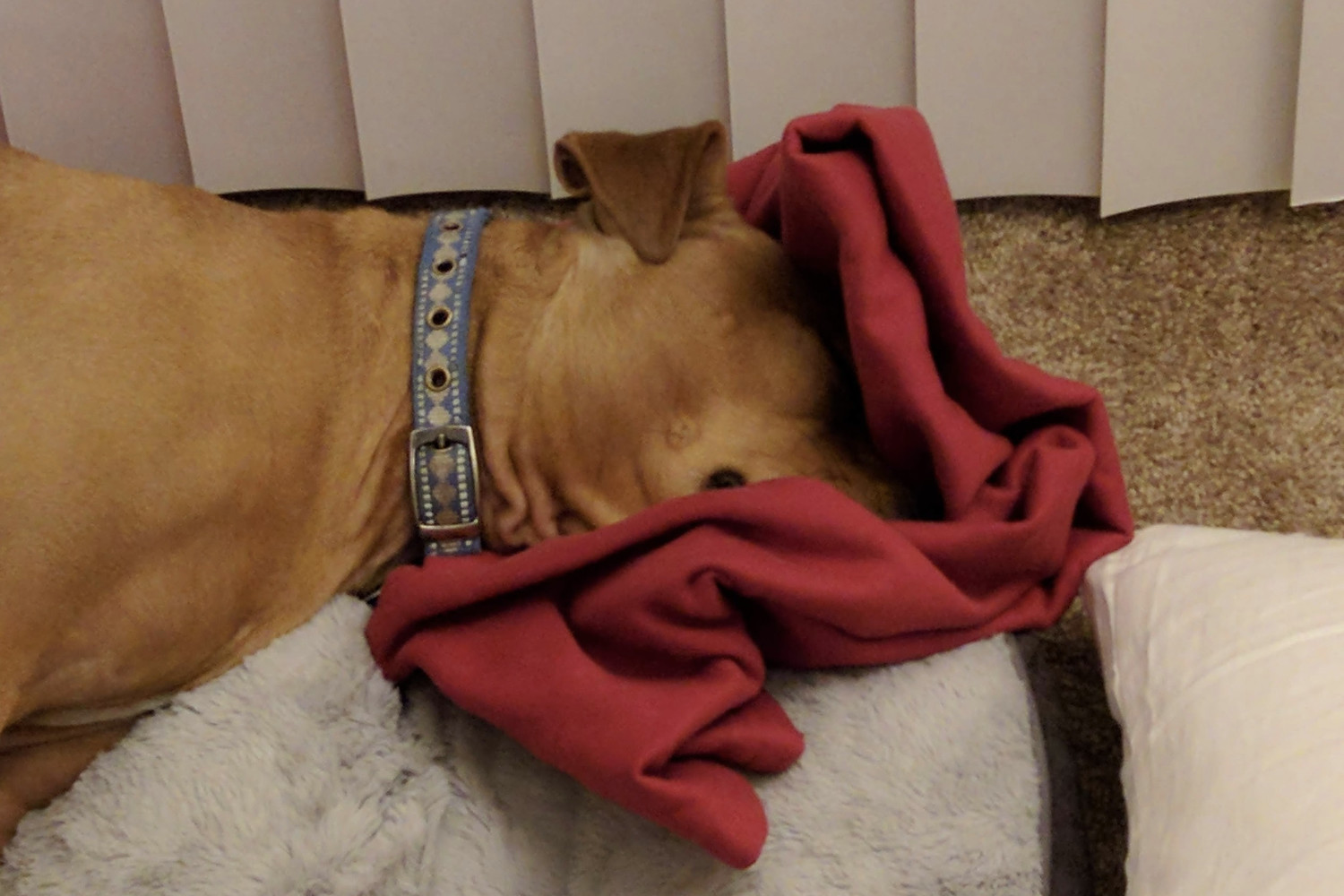 Barley, a dog, sleeps with her face smashed into a folded throw blanket, such that it has ended up wrapped around her face like a soft taco.