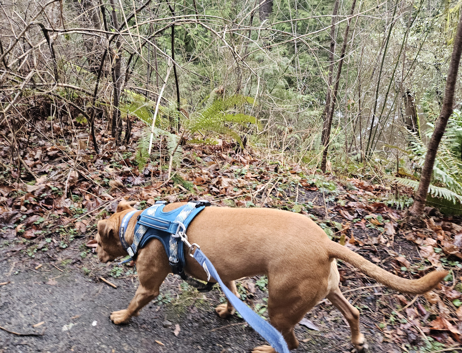 Barley, a dog, trots along an unpaved path beside of fringe of wet leaf litter. Through the sparse foliage, the reflective surface of a slow-moving river is just barely visible.