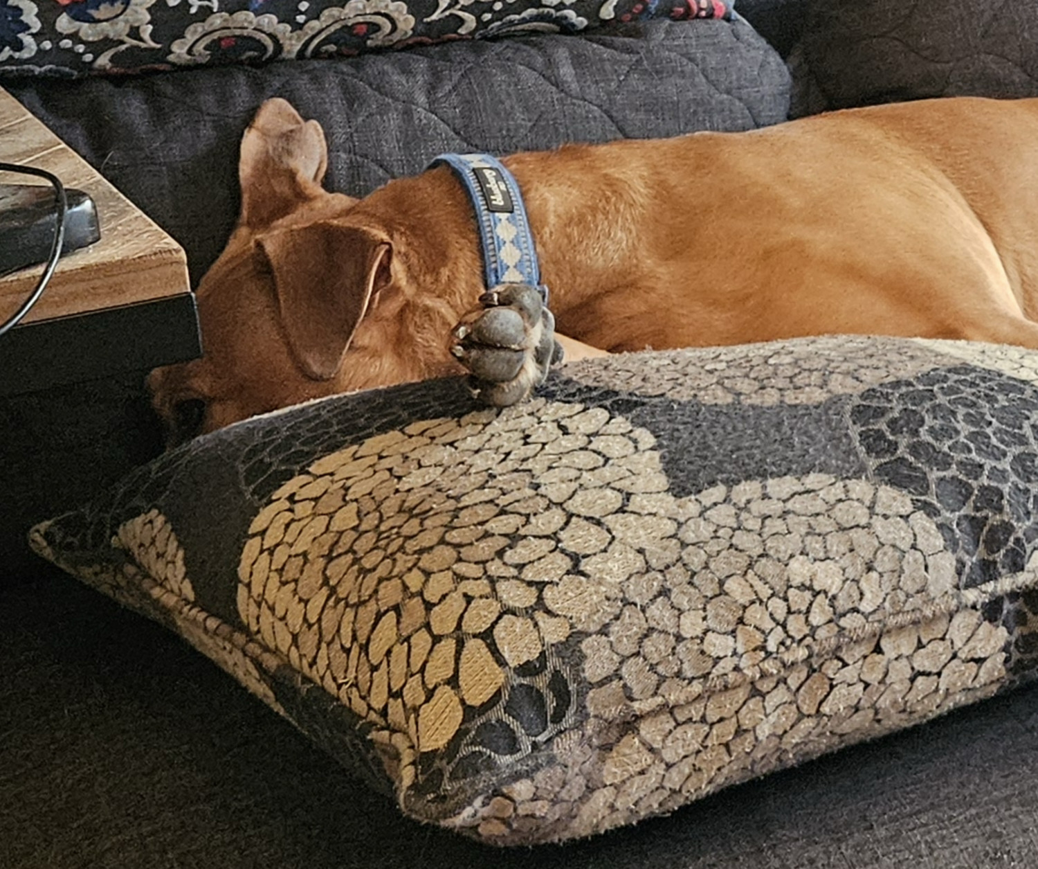 Barley, a dog, awakens briefly from a snooze on the futon, opening an eye but otherwise remaining as she is. Her paw is propped up on a throw pillow in a way that strikes the photographer as a tad uncomfortable.