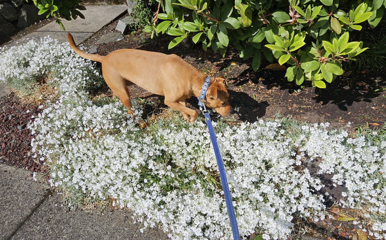 Barley, a dog, tromps her way through a row of small white flowers in someone's yard.