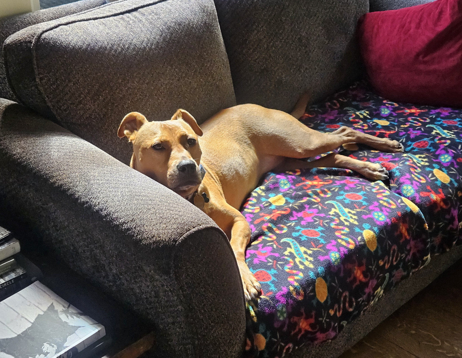 Barley, a dog, lies in the sun on a love seat, atop an incongruously vivid fleece throw depicting brightly colored lizards.