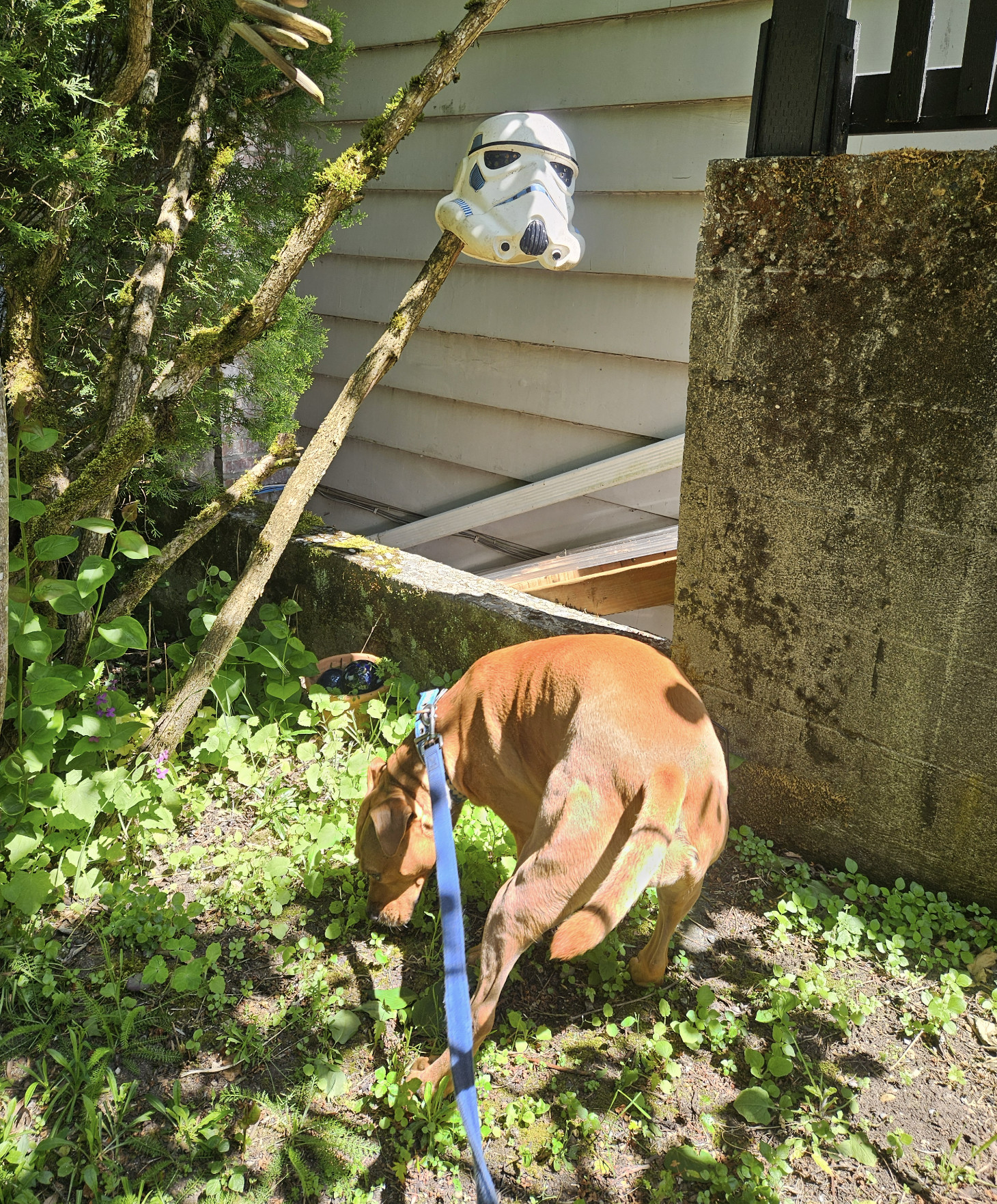 Barley, a dog, sniffs among some greenery. Above her someone has suspended a stormtrooper helmet from Star Wars on a branch.