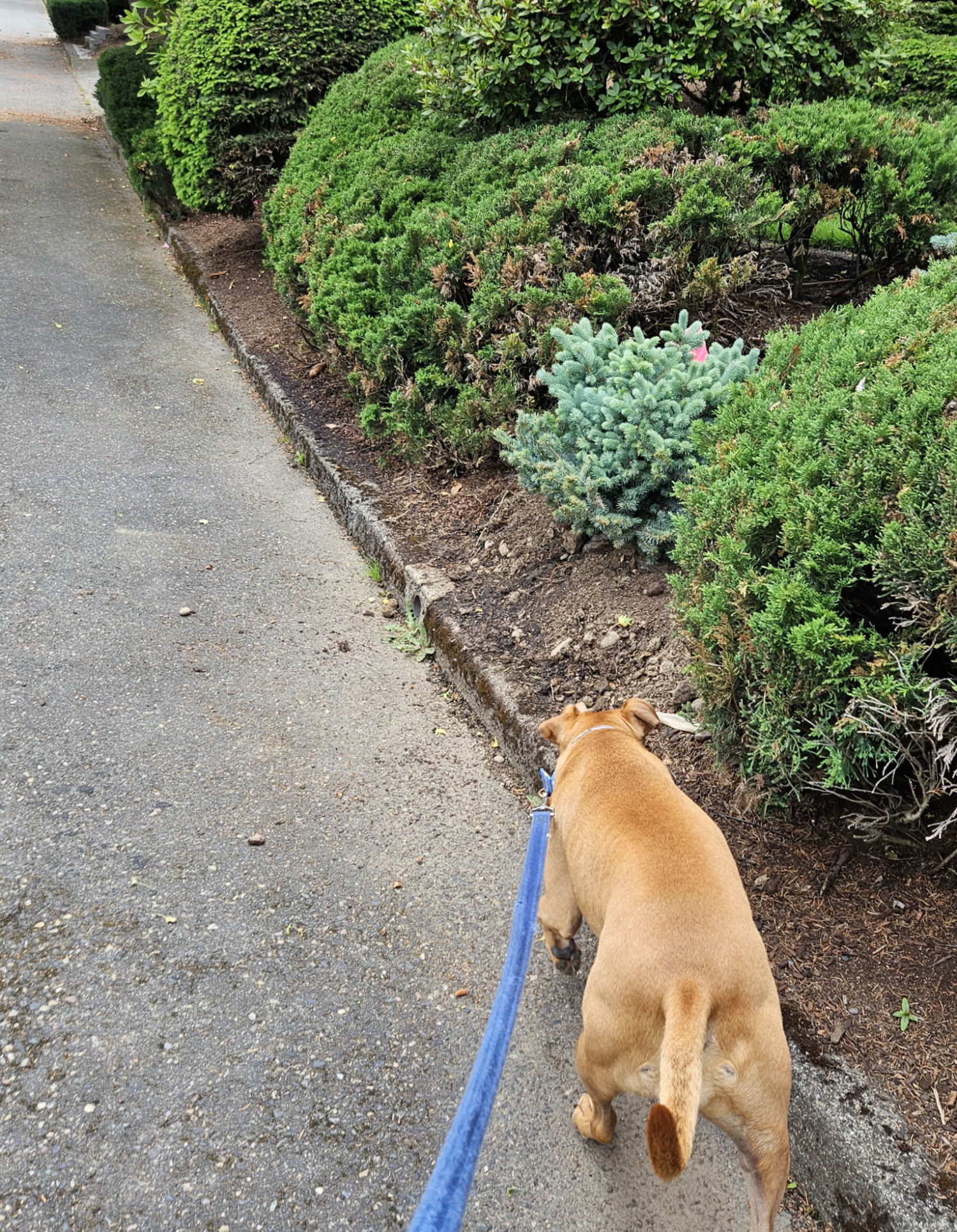 Barley, a dog, trots happily alongside the curb of a street with green gardens but no sidewalks.