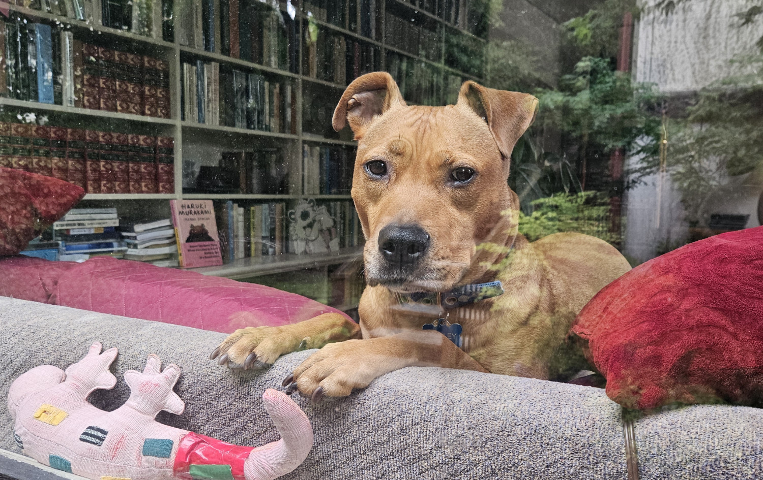 Barley, a dog, look plaintively through a living room window at the photographer, her paws daintily positioned on the back the sofa she is half-standing, half-sitting on.