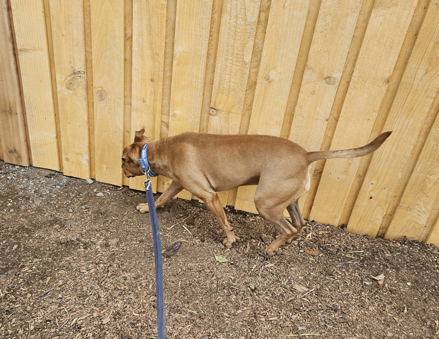 Barley, a dog, trots along the base of a brand-new fence, whose overlapping boards have the yellow gleam of wood that has not yet spent much time in the sun.