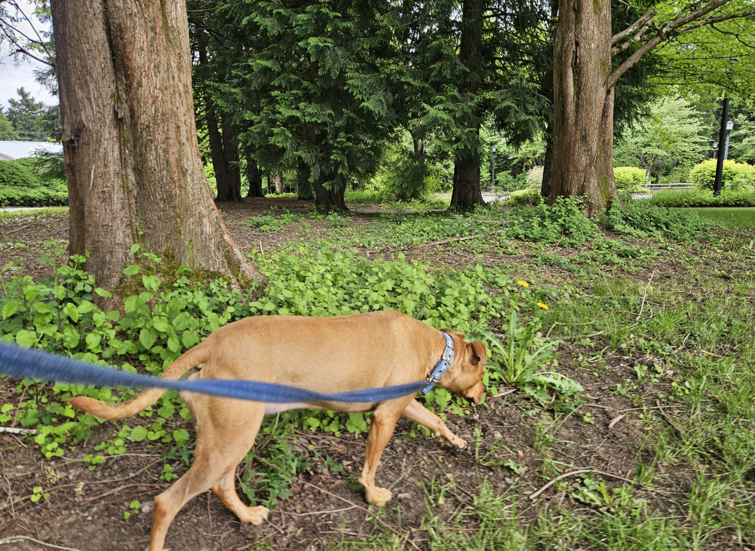 Barley, a dog, trots past some tall trees in a pleasantly park-like environment.