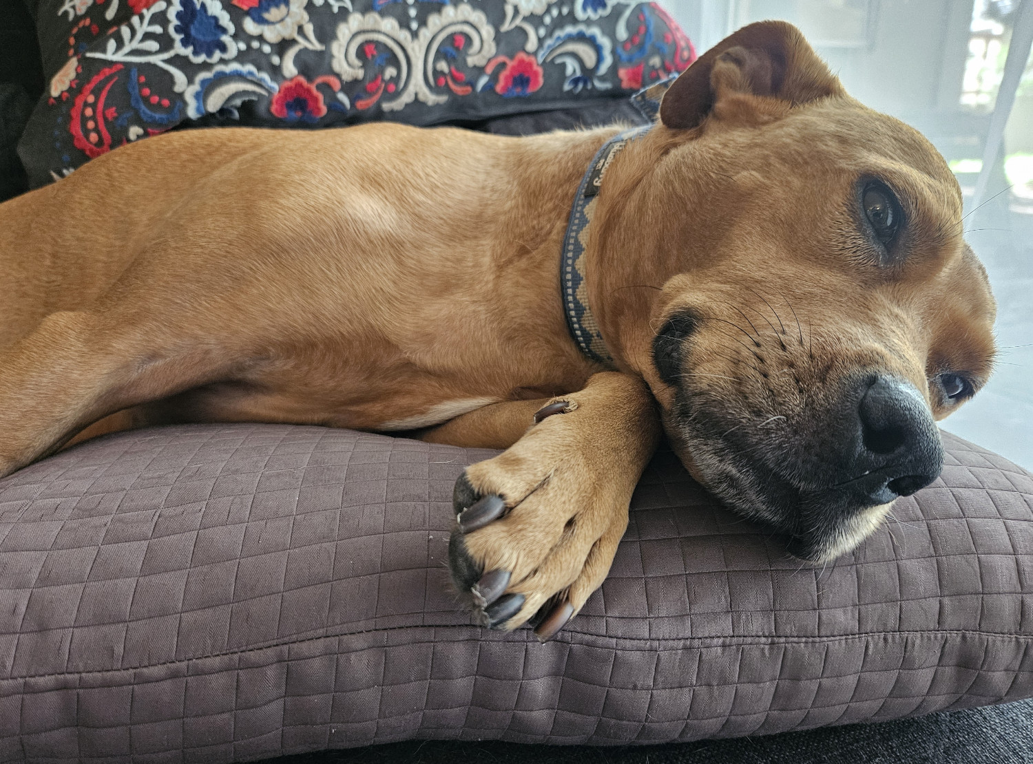 Barley, a dog, lies like a lump on a throw cushion. It's clear from the paw she has propped up that her nails have recently been trimmed.