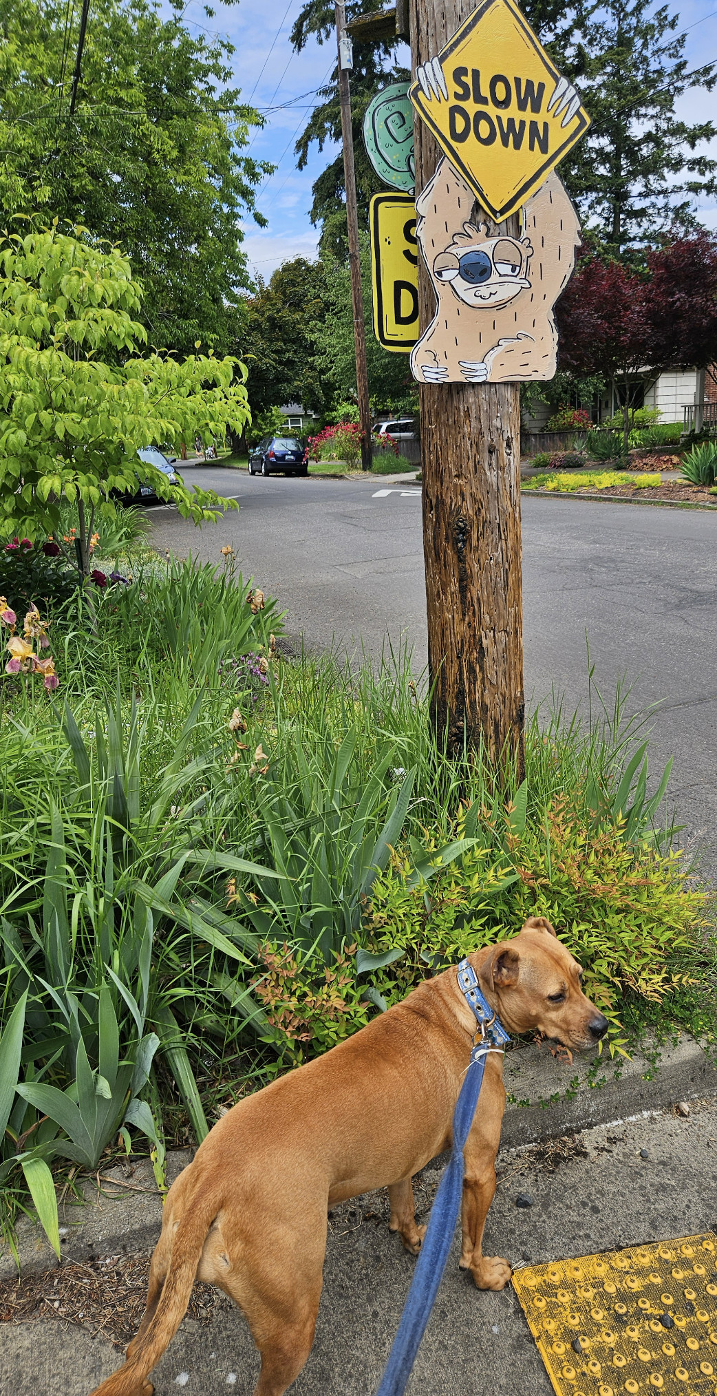 Barley, a dog, stands at the base of a telephone poll where neighbors have put up a handmade sign of a weary sloth hanging from a yellow "Slow Down" diamond.