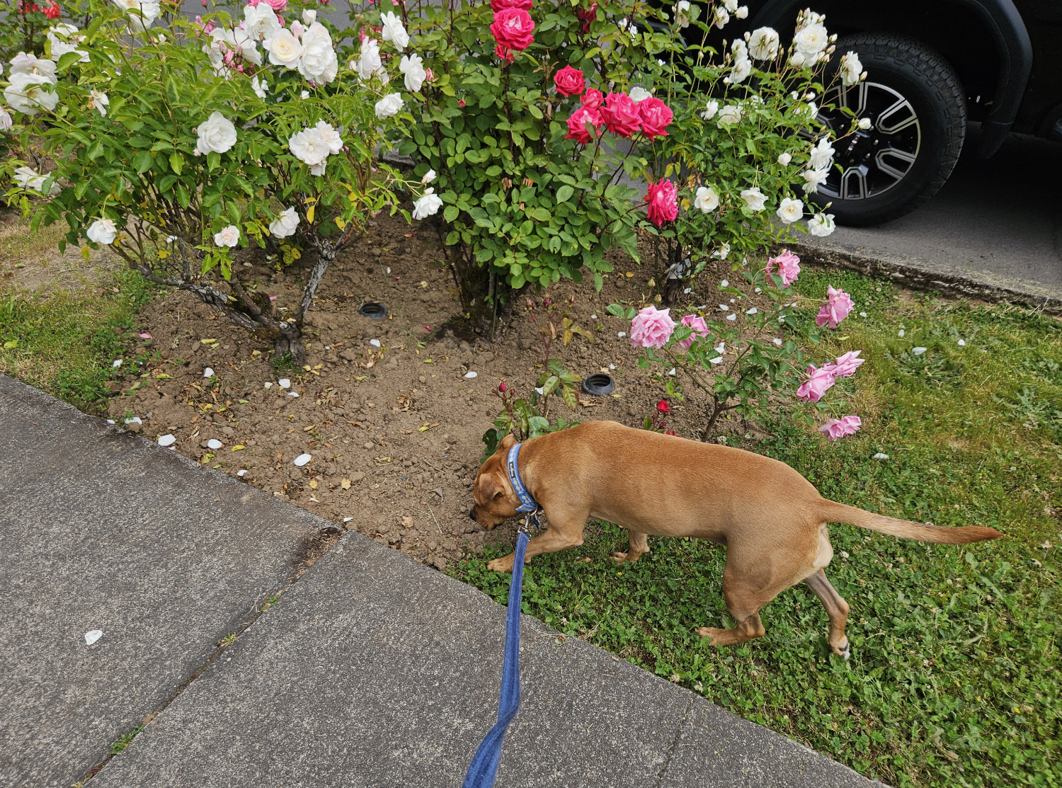 Barley, a dog, sniffs at the ground as she walks past a rose bush. She does not show any sign of stopping.