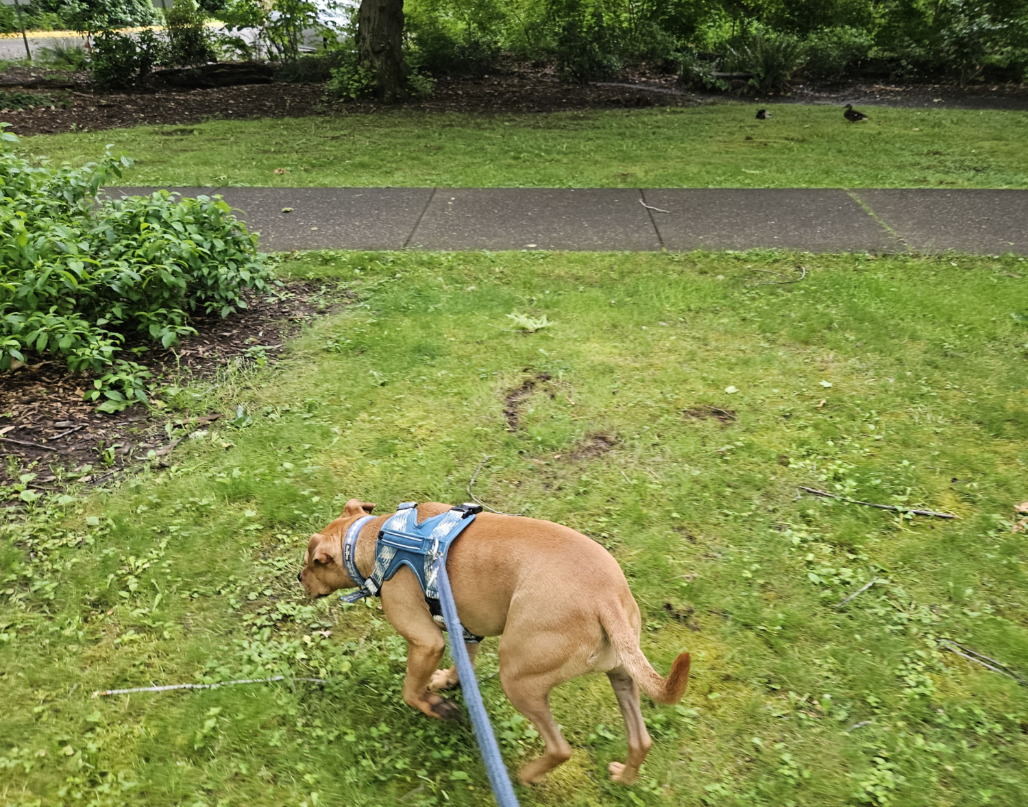 Barley, a dog, trots along contentedly in some moist grass, and
does not appear to have noticed a pair of ducks (one male, one female) sitting in the grass on the opposite side of the path.