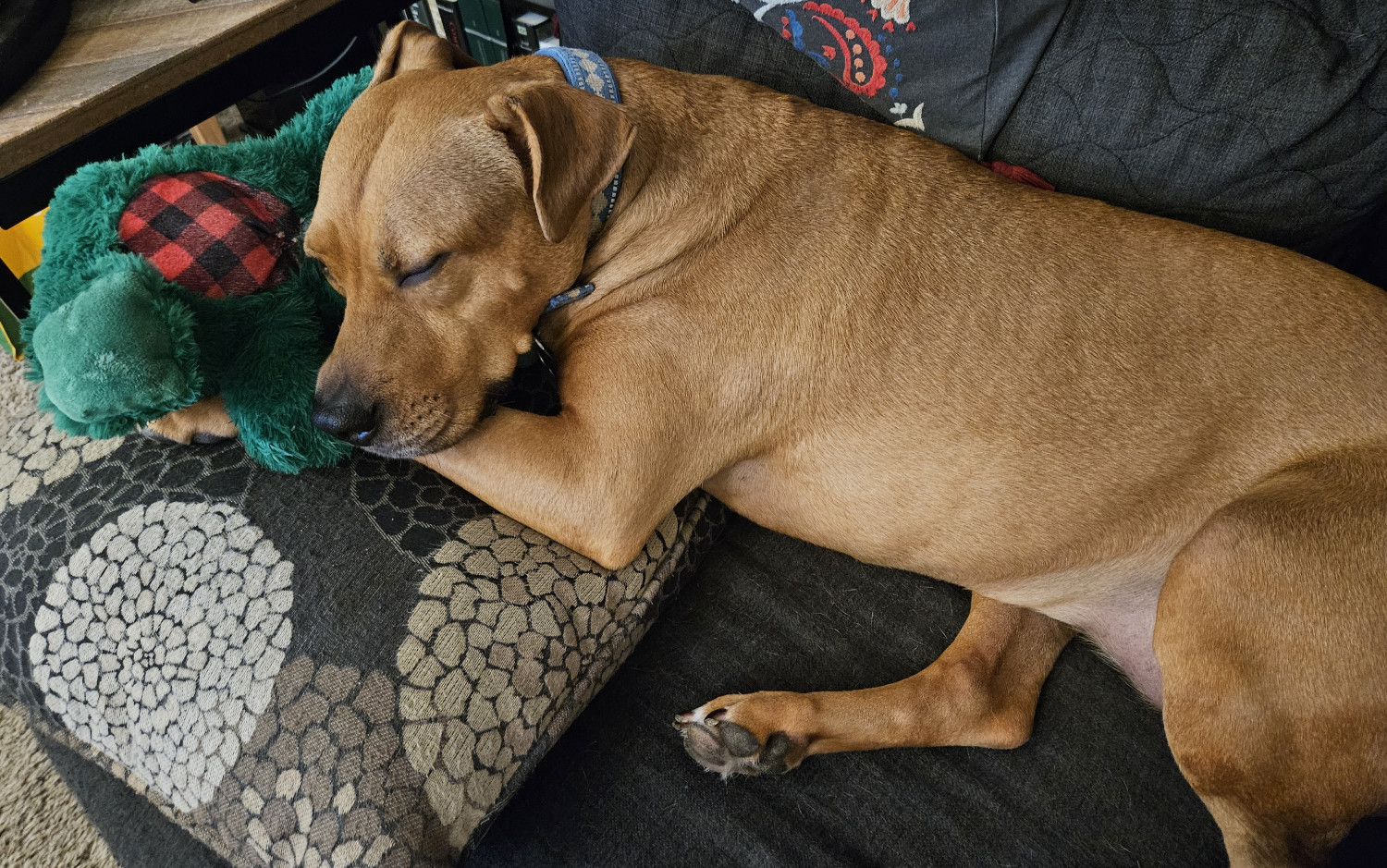 Barley, a dog, lies on a futon. She rests her head against a green plush dragon with a tartan-coded belly, and dreams.