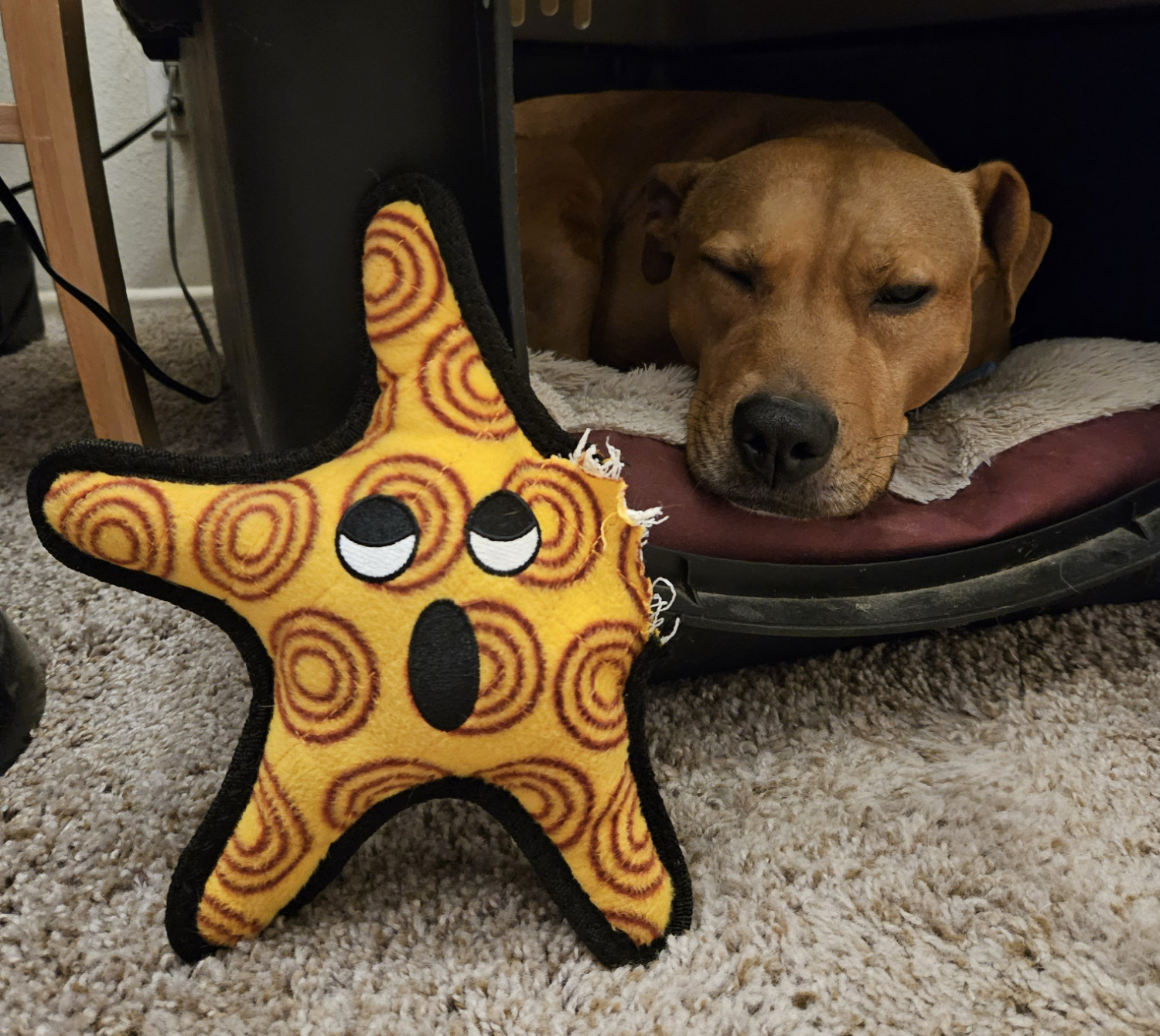 Barley, a dog, snoozes in her crate next to a star-shaped toy that sports a torn-off arm and a googly-eyed look of astonishment.