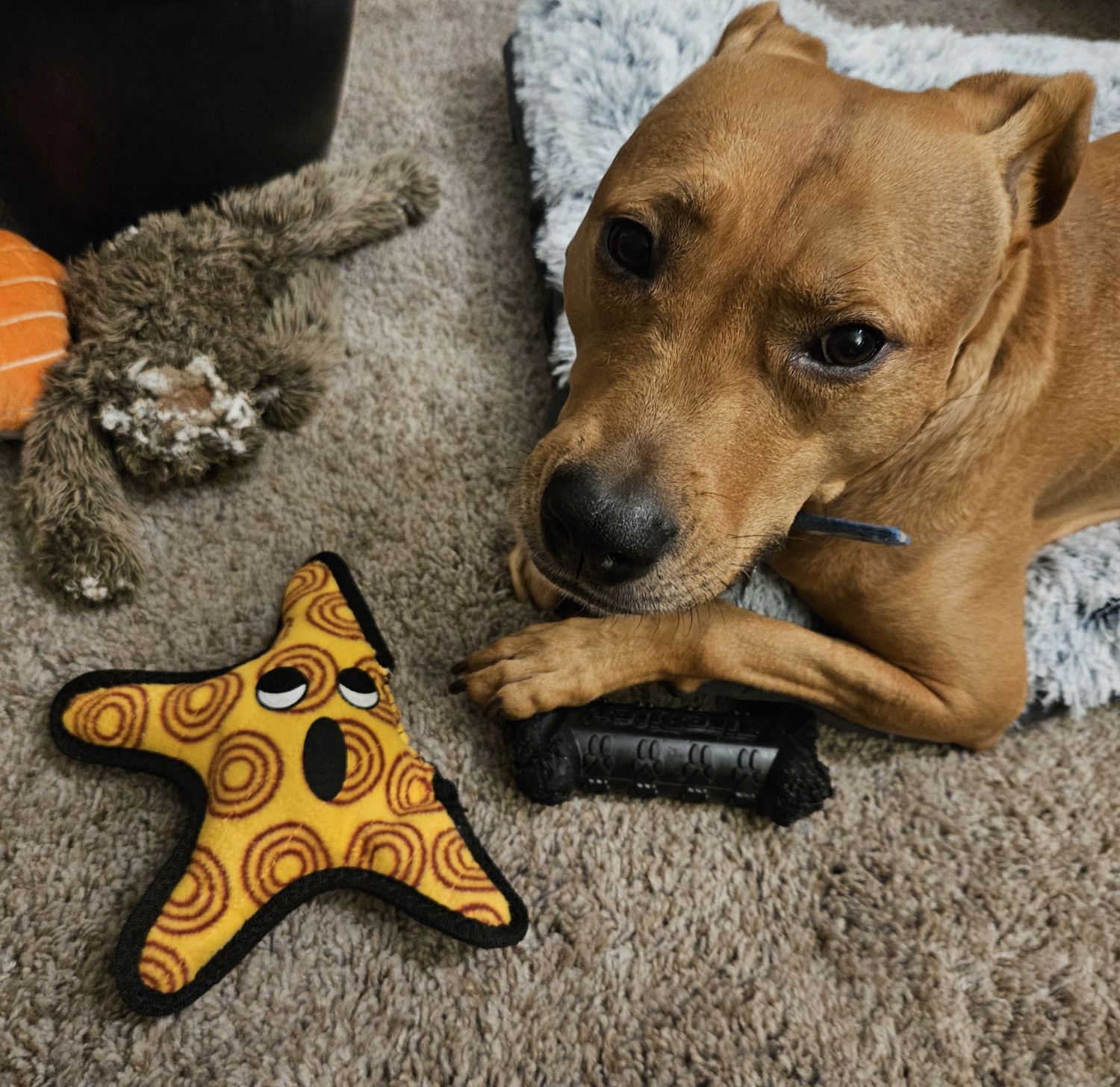 Barley, a dog, lying beside her mended toy, which looks no less surprised.