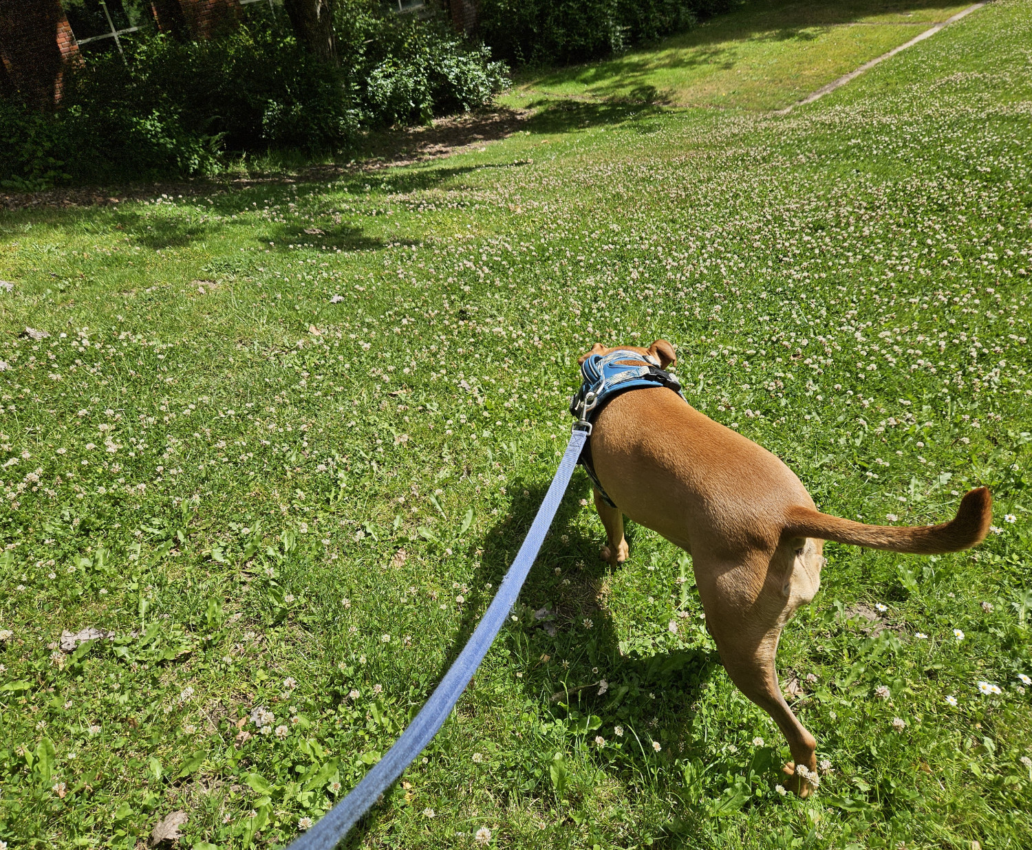 Barley, a dog, runs down a grassy hill that is speckled with tiny wildflowers on a sunny summer day, with a brick building just visible at the edge of the frame.