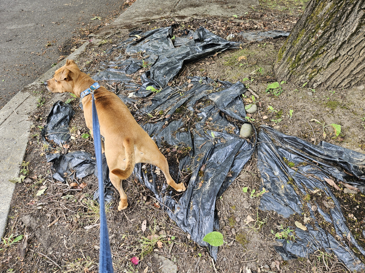 Barley, a dog, stands atop a partially submerged stretch of black plastic sheeting that was no doubt at one time buried in order to prevent weeds from growing in a yard.