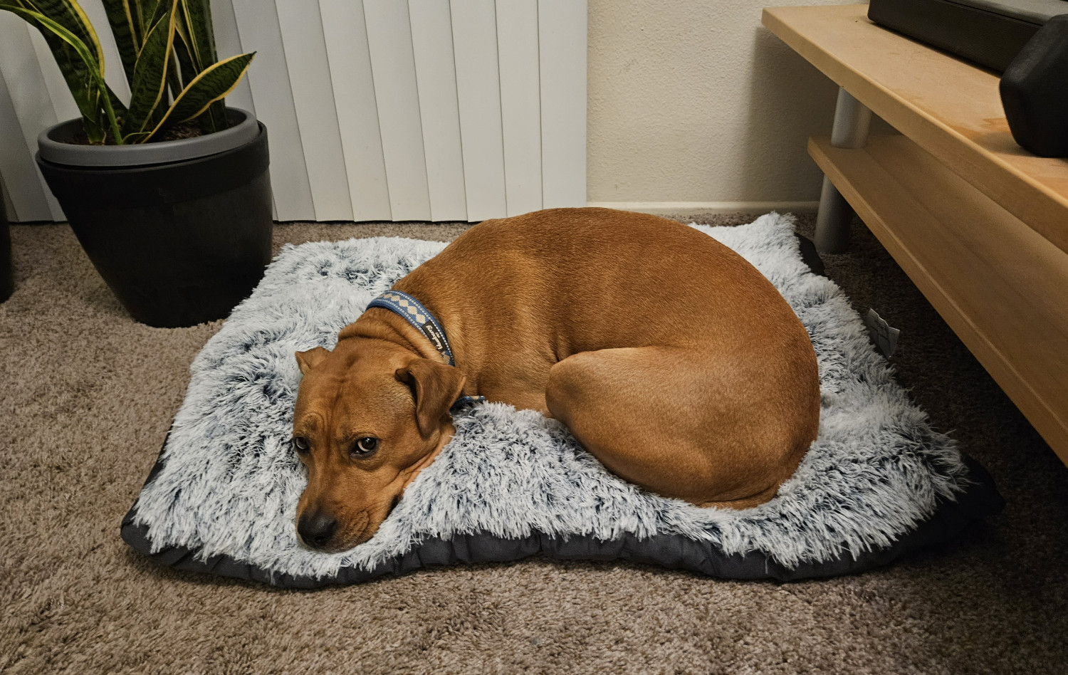 Barley, a dog, is curled up on a fluffy, well-stuffed new dog bed. She is glancing at the camera to see what all the fuss is about.