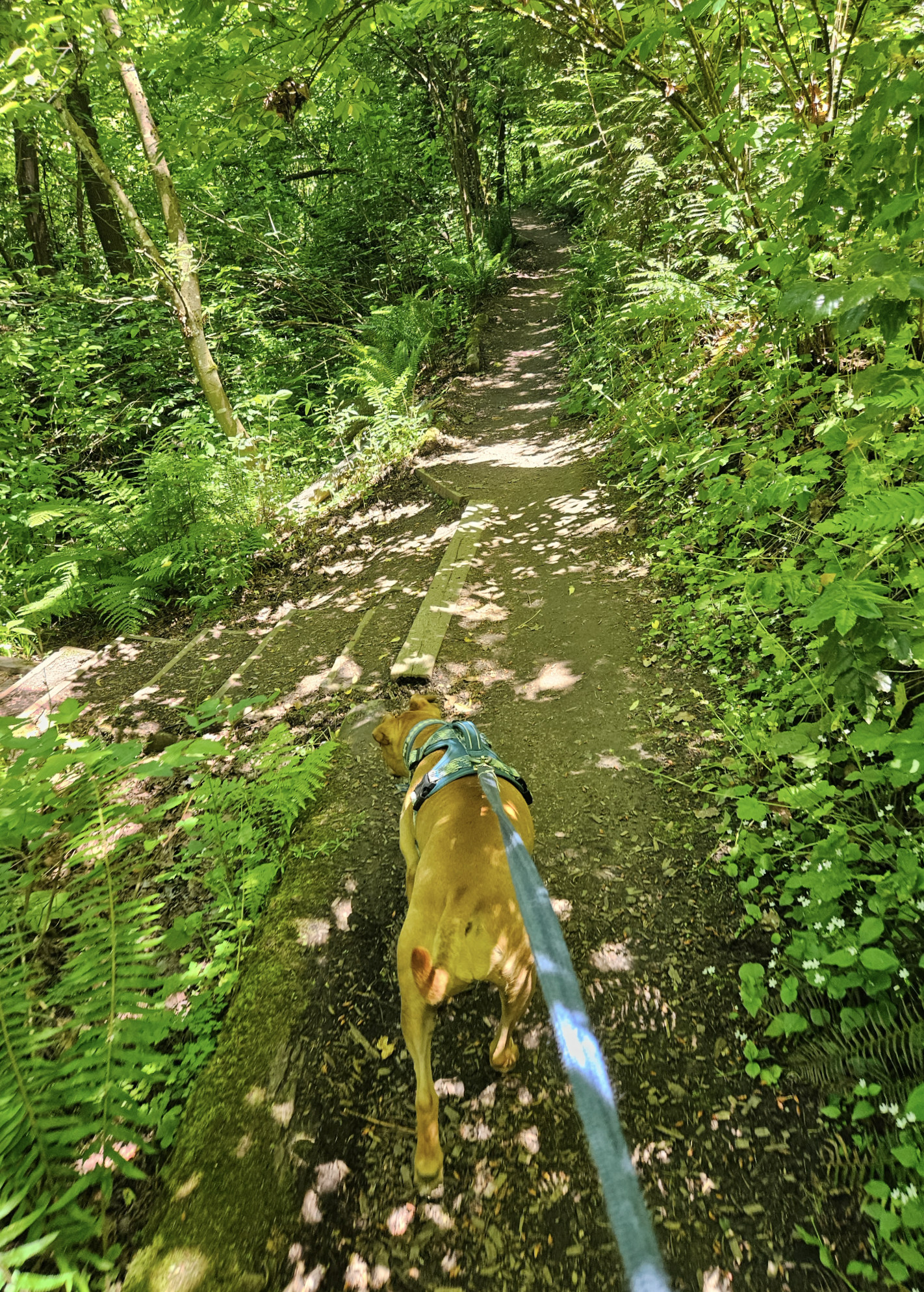 Barley, a dog, walks along a footpath through lush greenery. The sun shines brightly through the leaves above, turning the earth of the path into a vivid cowprint pattern.