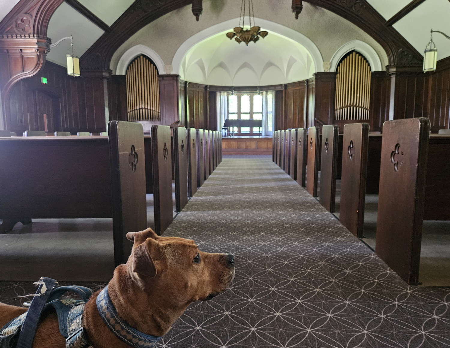 Barley, a dog, stands at the back of a small chapel. The view down the aisle reveals a raised stage and a pair of modest pipe organs.