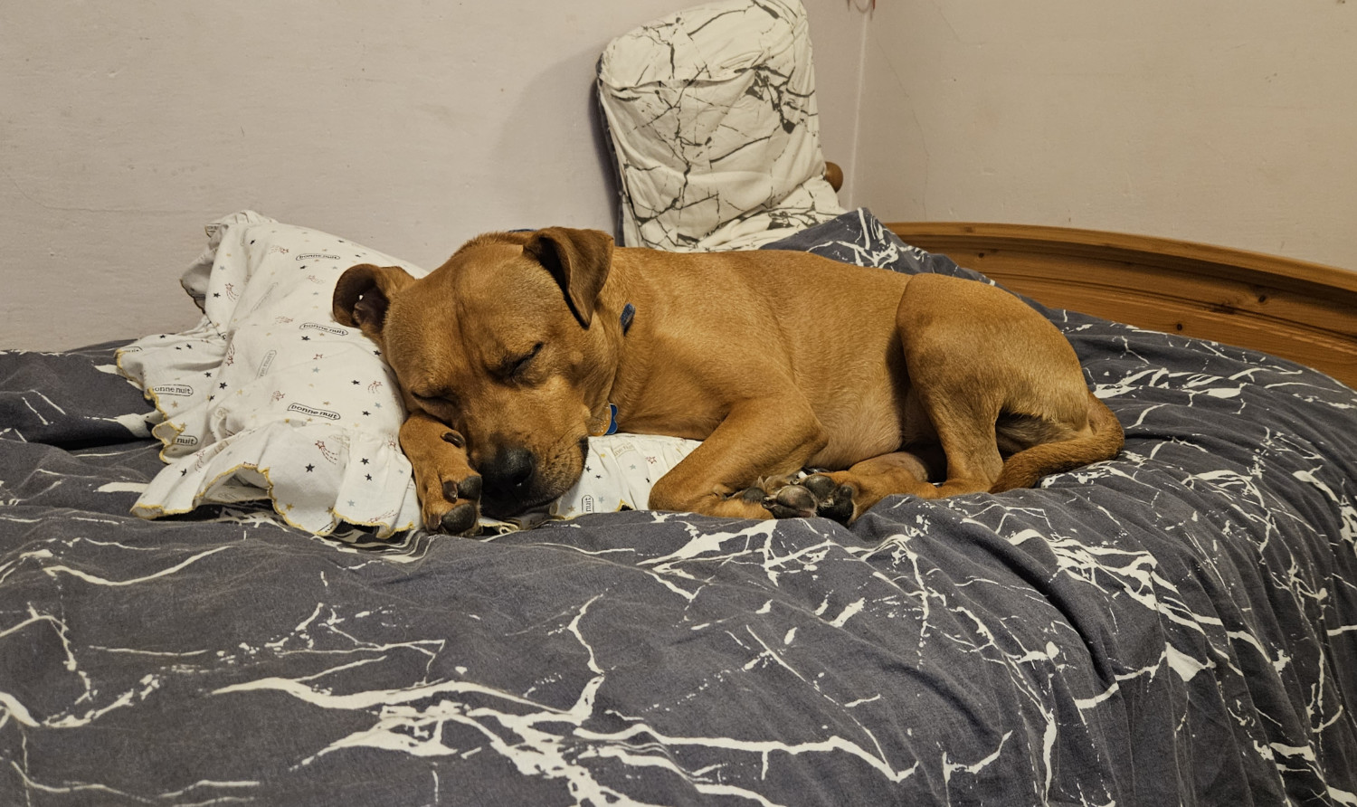 Barley, a dog, curls up with a frilly pillow while snoozing on a bedspread.