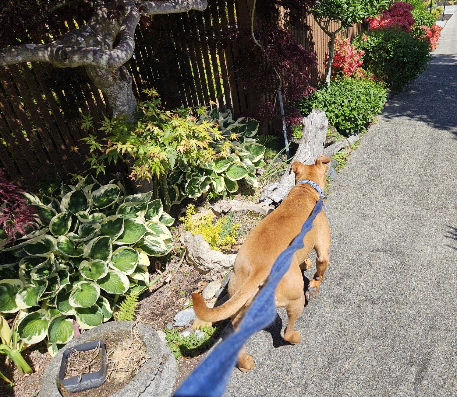 Barley, a dog, scans a lush fringe between the sidewalk and a fence while moving forward at a brisk pace.