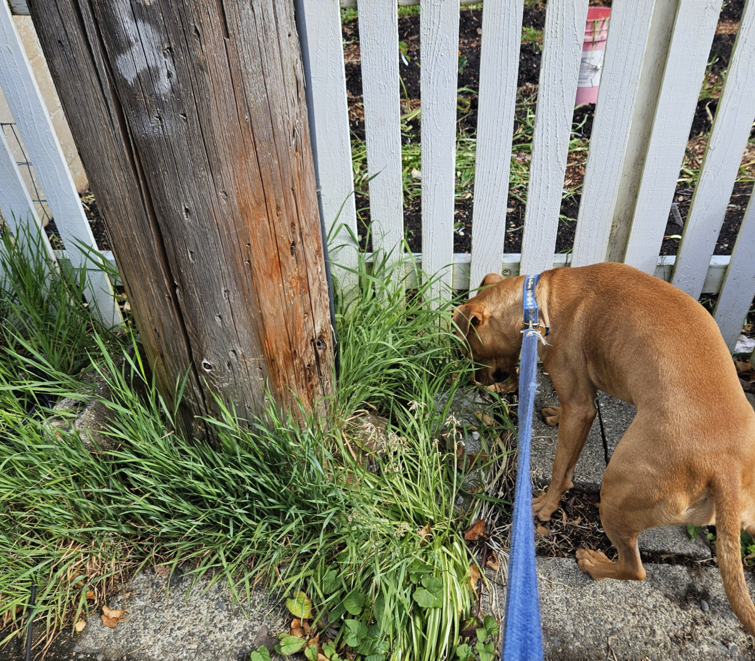 Barley, a dog, sniffs about among the grasses at the base of a telephone pole, unaware of the stereotypes she is reinforcing.