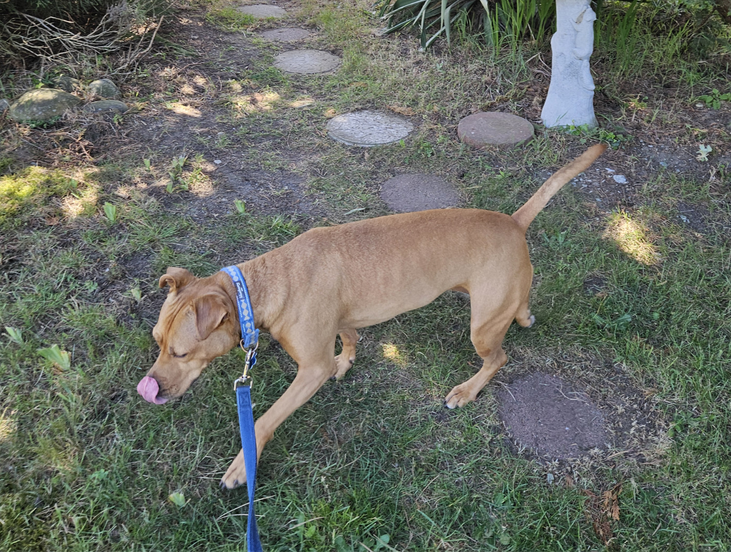 Barley, a dog, cuts her trek perpendicular with respect to the stepping stones that *clearly* indicate the path preferred by the landscaper, and she does so with a flourish of the tongue.