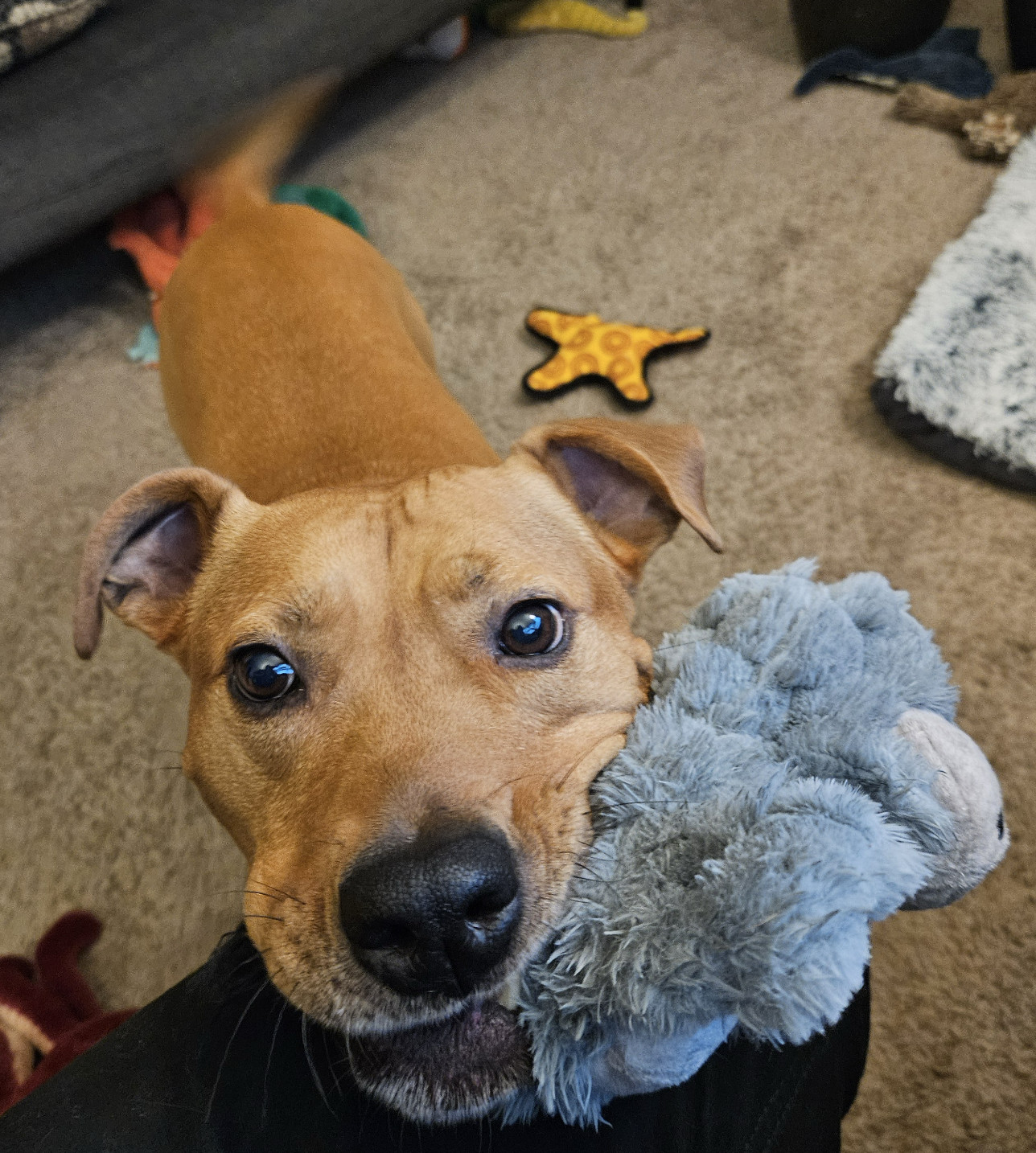 Barley, a dog, proffers up her toy donkey in the hopes of play time.