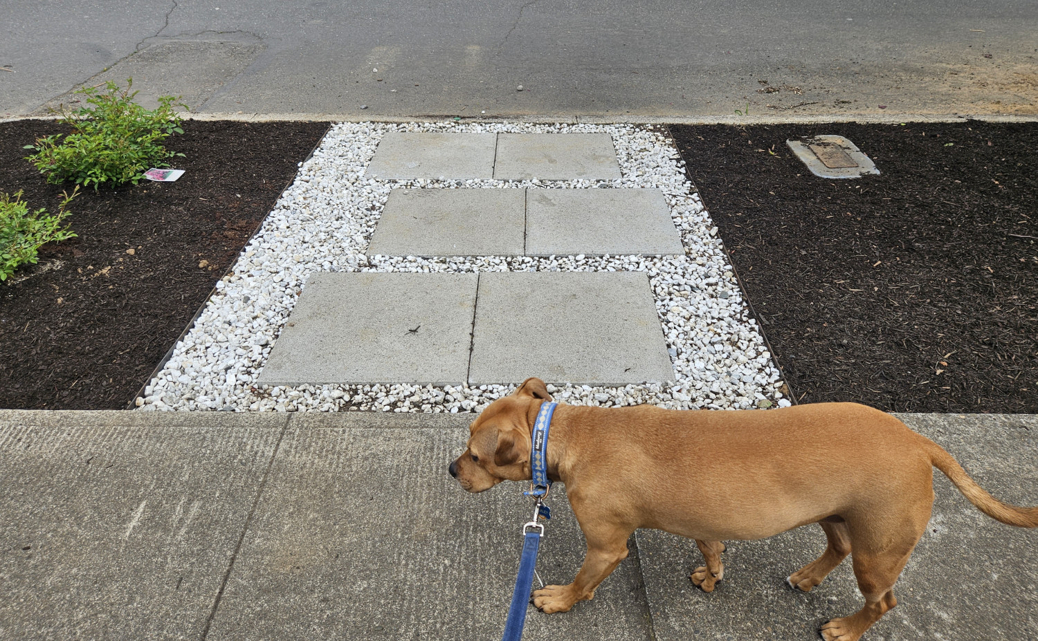 Barley, a dog, walks past a set of stepping stones framed by bleached white gravel, with rich, dark garden soil freshly laid to either side.