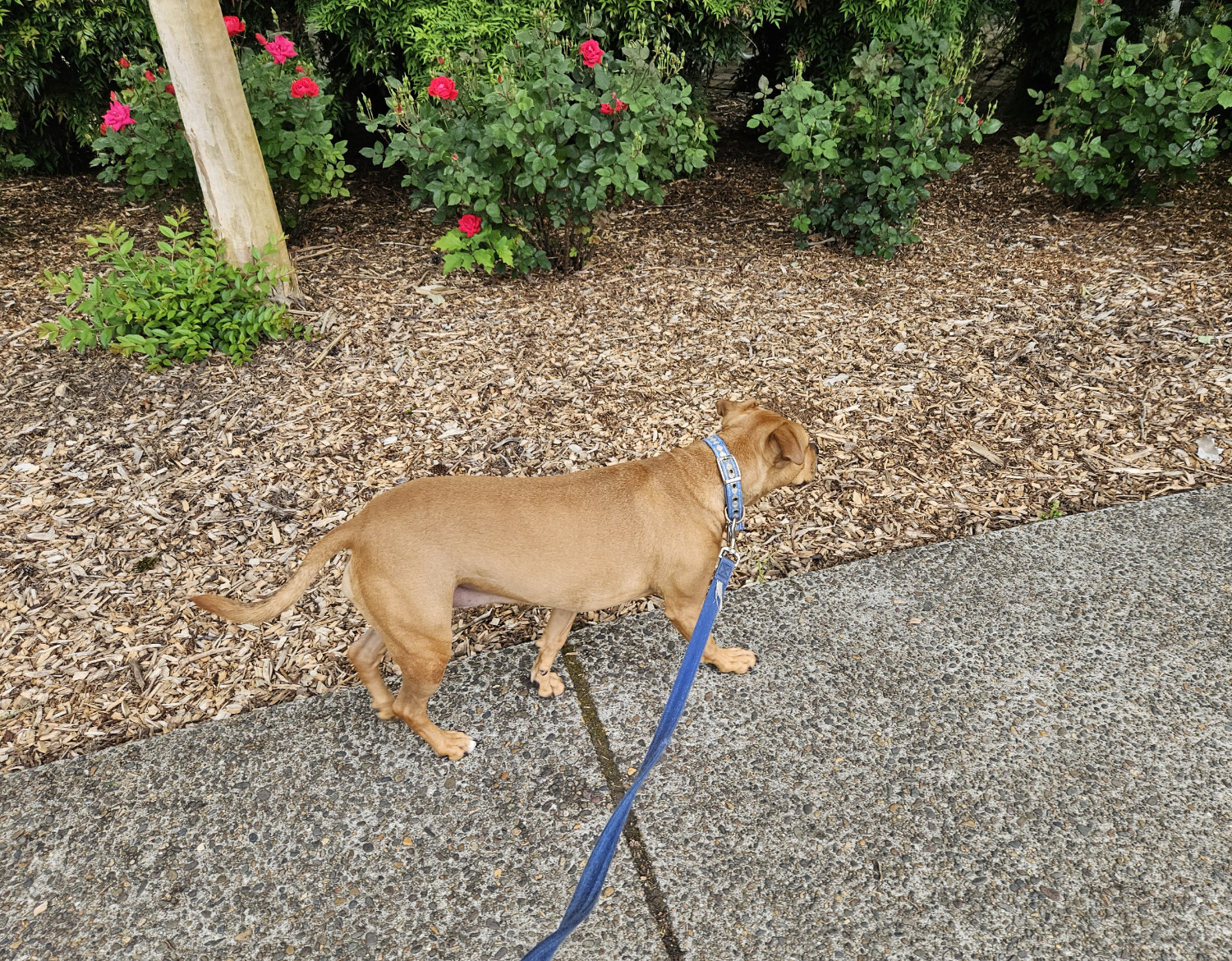 Barley, a dog, walks through a world that, to the naked eye, seems almost suspiciously uniform in its textures.