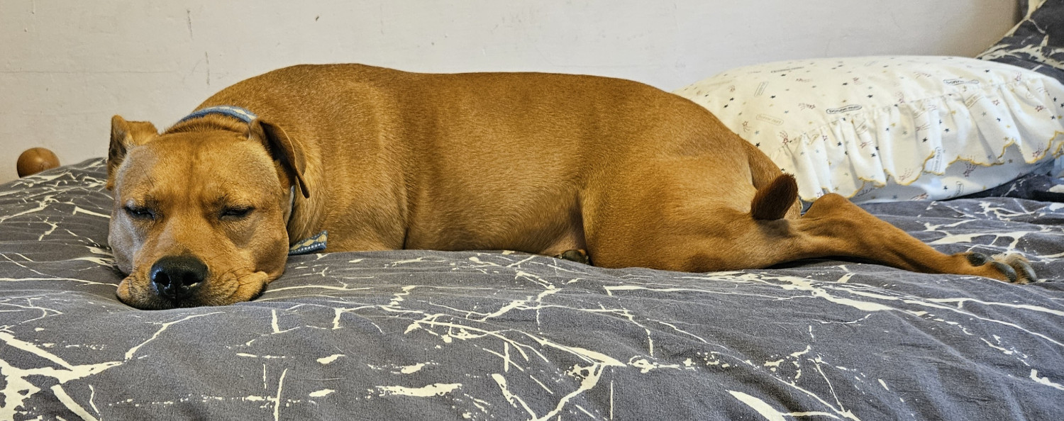 Barley, a dog, snoozes atop a bedspread, seeming especially flat today.