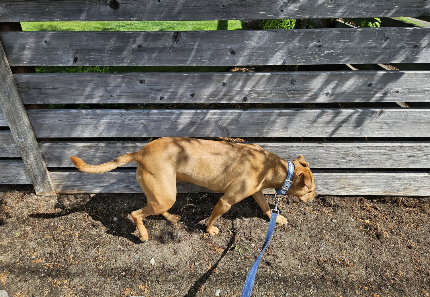 Barley, a dog, trots along the earthen ground beside a fence made of spaced horizontal boards.