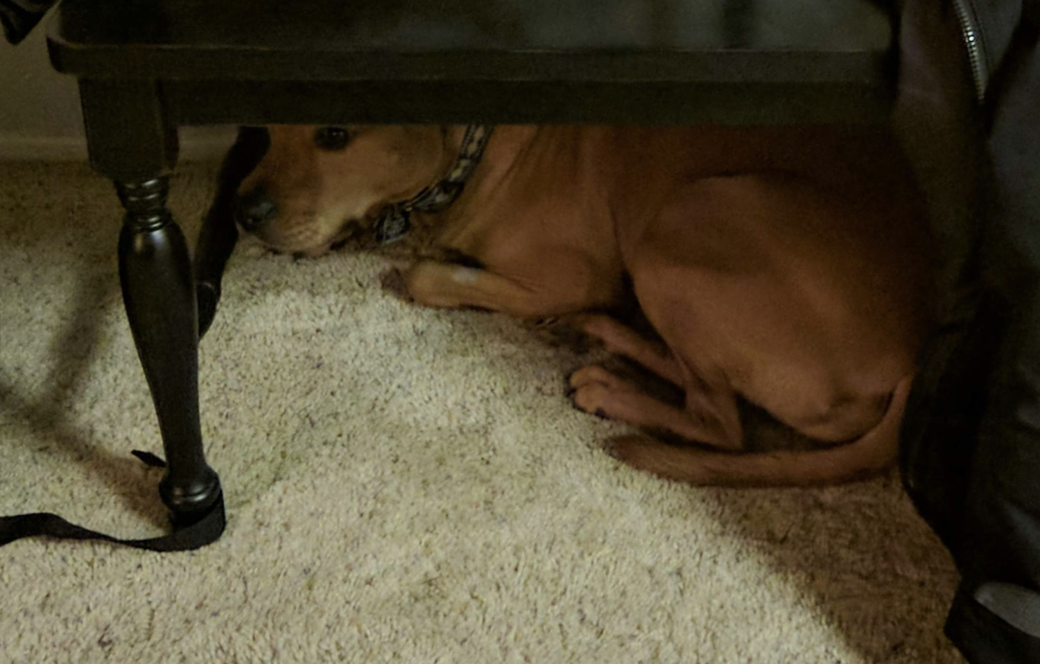 Barley, a dog, curls up under a bench seat and peers outward vigilantly.