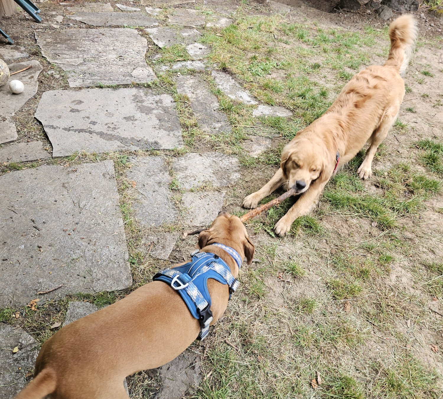 Barley, a dog, tugs at once end of a thoroughly chewed stick while her buddy, a golden retriever, tugs at the other.