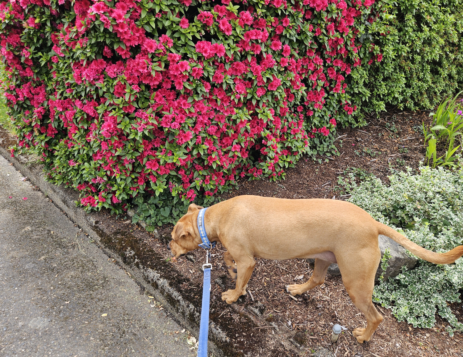 Barley, a dog, lifts her paw as she is about to step down from the curb and into the street, because further passage is blocked by a flowering bush.