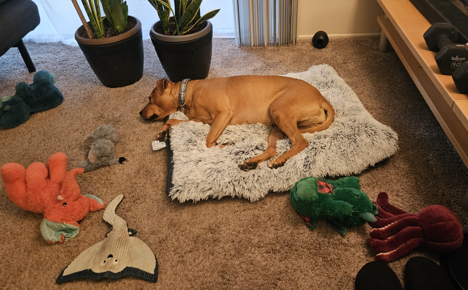 Barley, a dog, relaxes on her fluffy new dog bed, her limbs sinking deep into the fluffy piling of the plush texture.