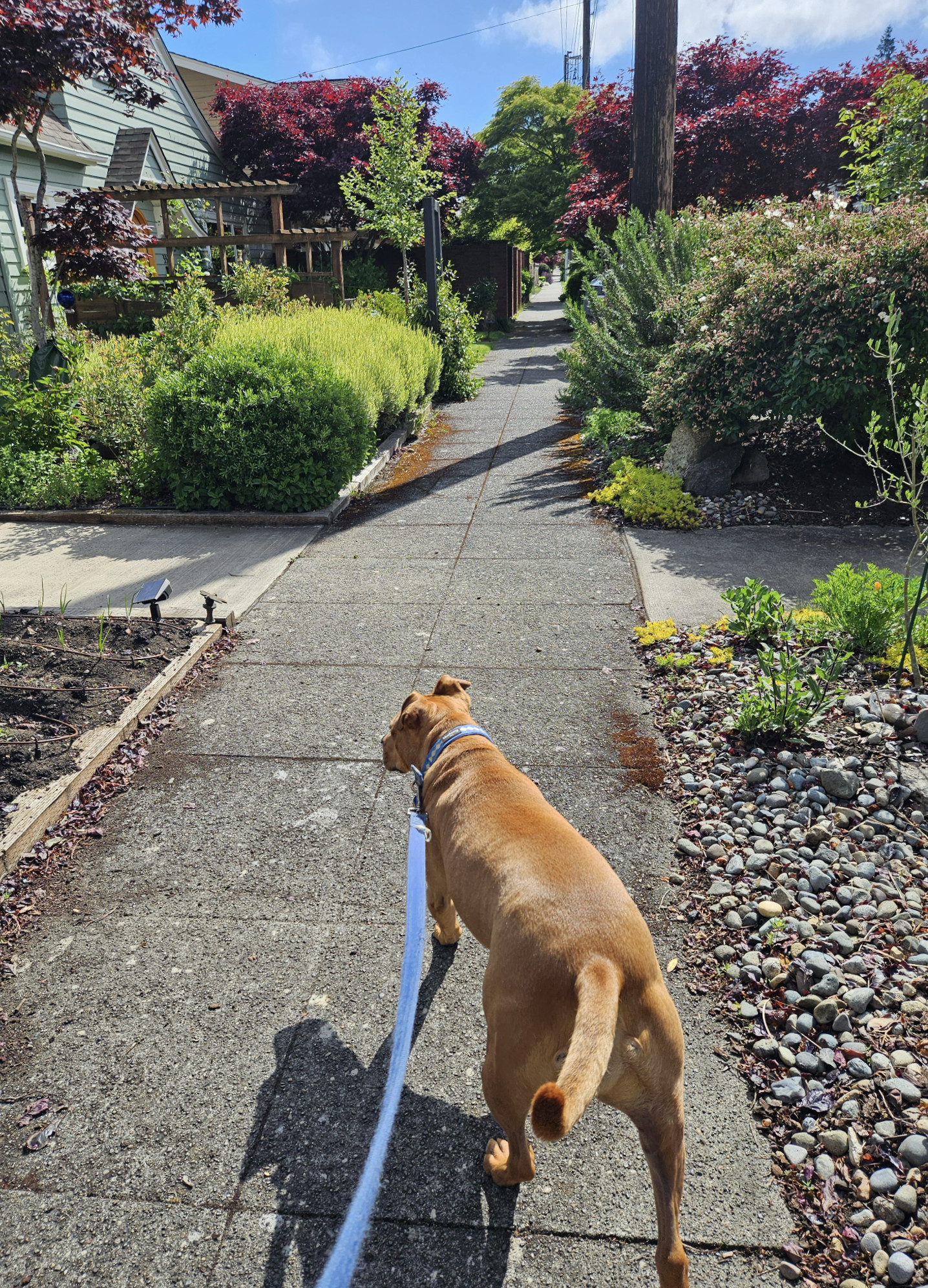 Barley, a dog, stands on a sidewalk that extends straight ahead to a vanishing point. Because the surrounding yards are lush in their floral appointments and fencing, this vanishing point is the only one available within the frame.