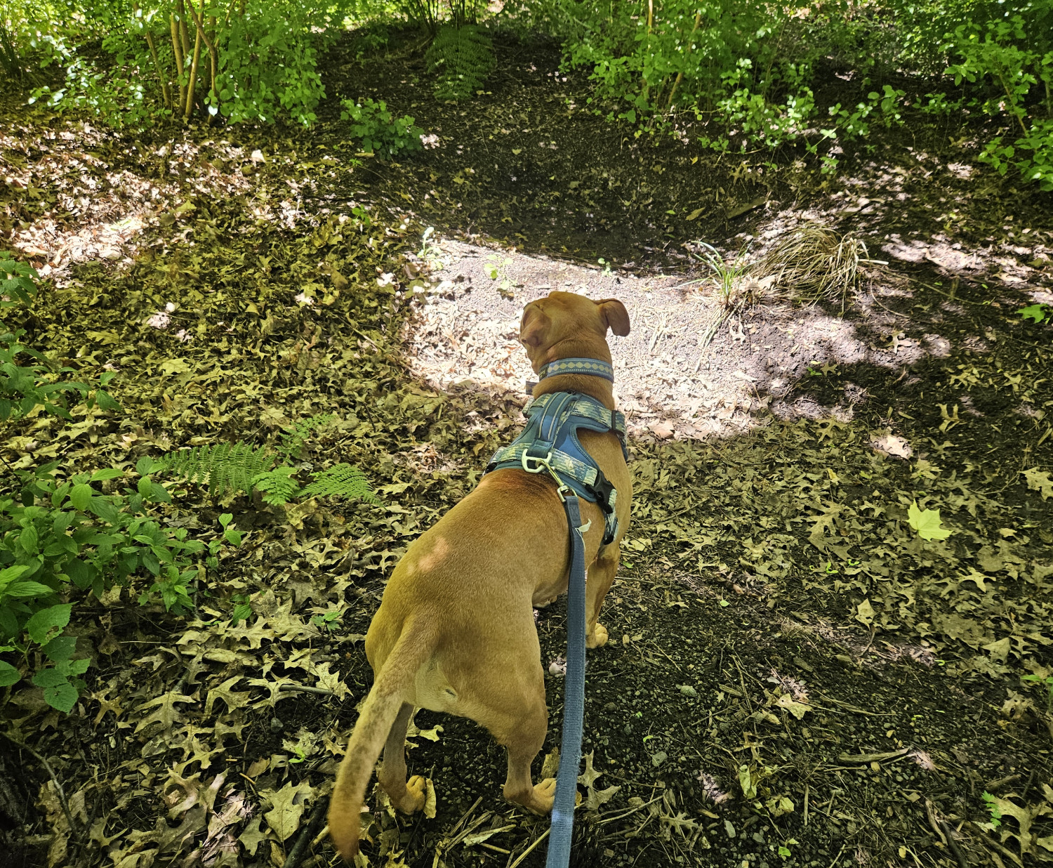 Barley, a dog, stands before a shallow earthen embankment around a shadowed depression in the ground. It is a sunny day.