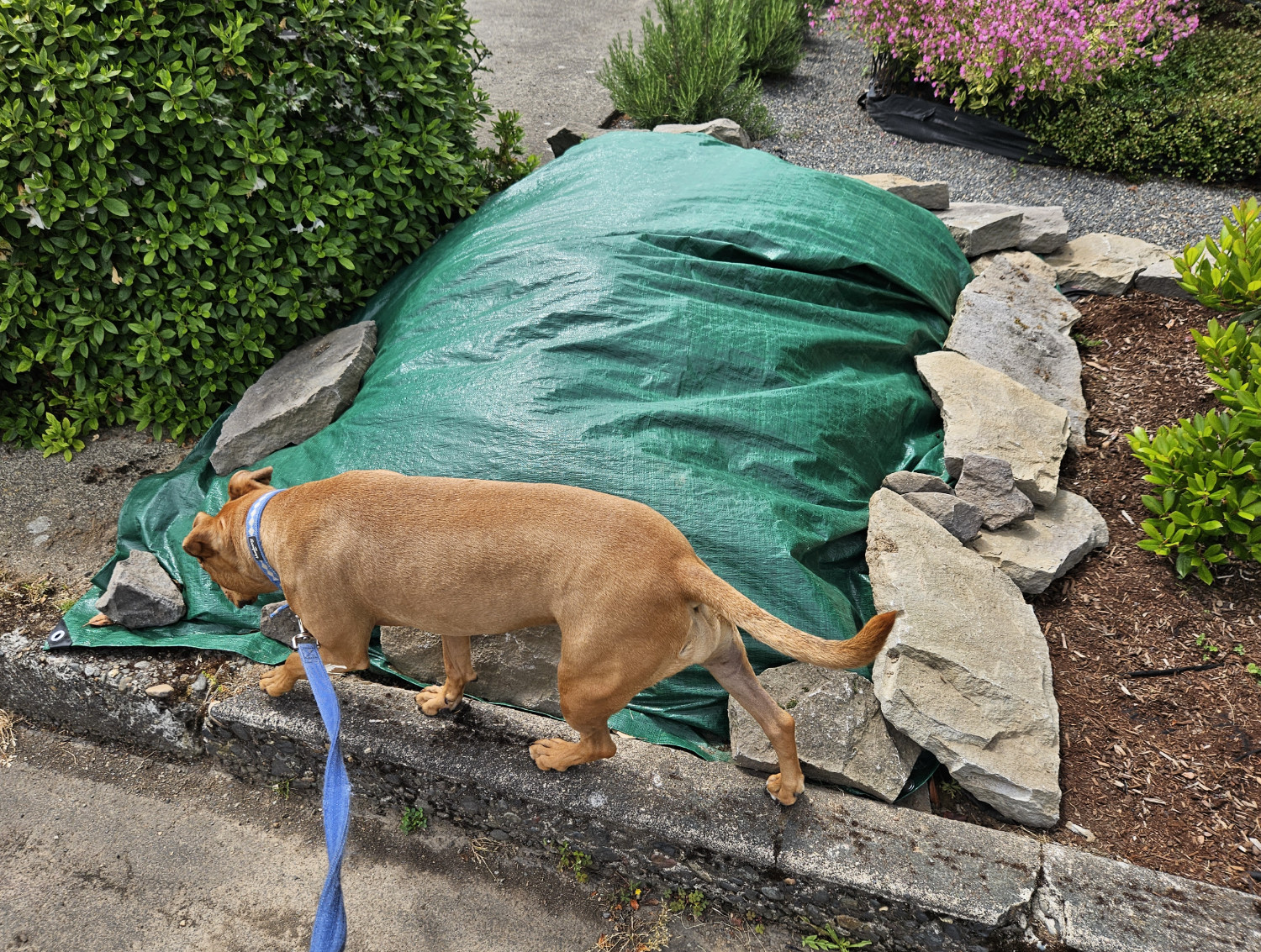 Barley, a dog, walks past a mysterious pile of *something* that is covered in a heavy green plastic tarp, the entire perimeter of which is weighed down by large, flat stones.