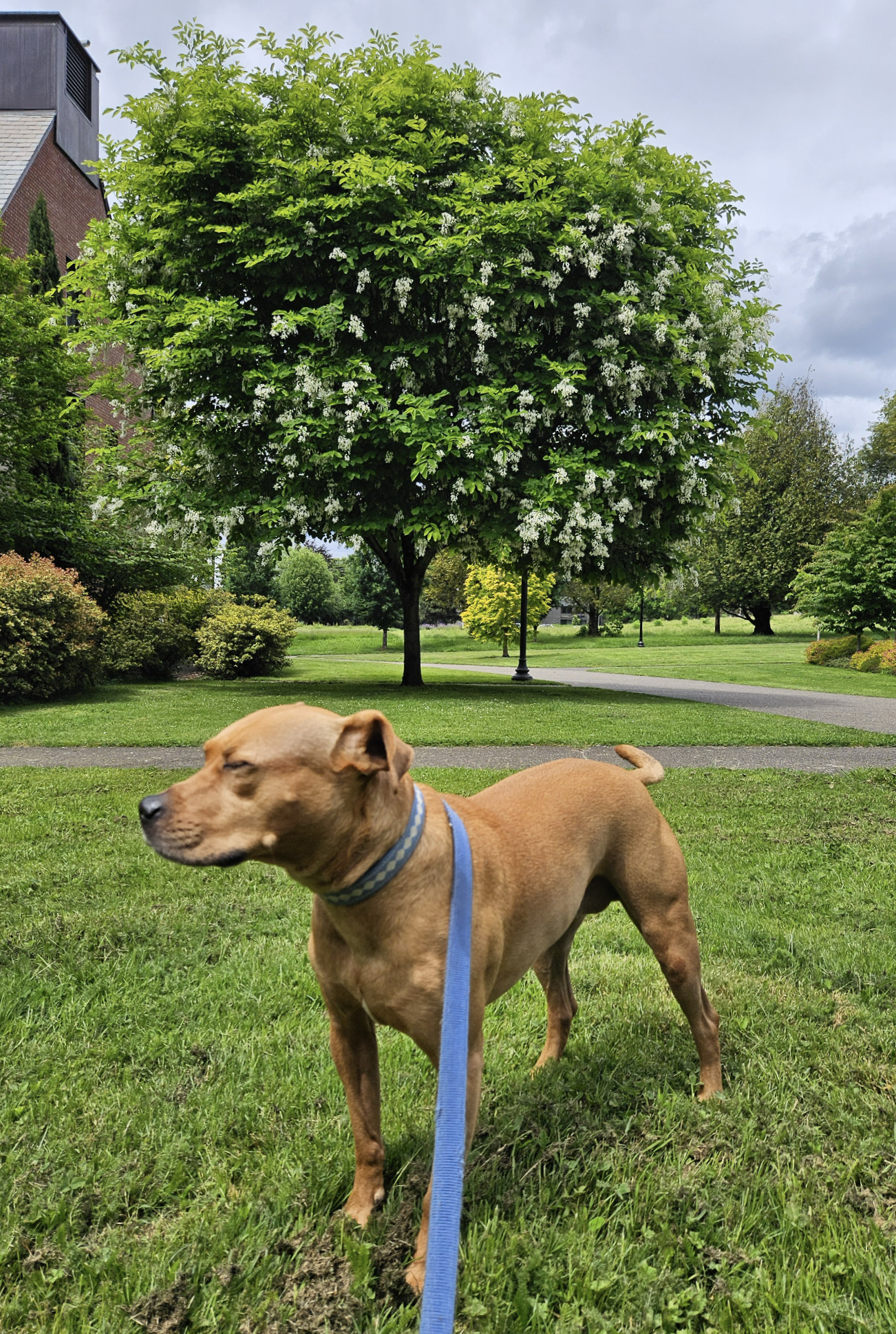 Barley, a dog, stands in front of a striking tree. She is both out of focus and blinking at the time of the photo.