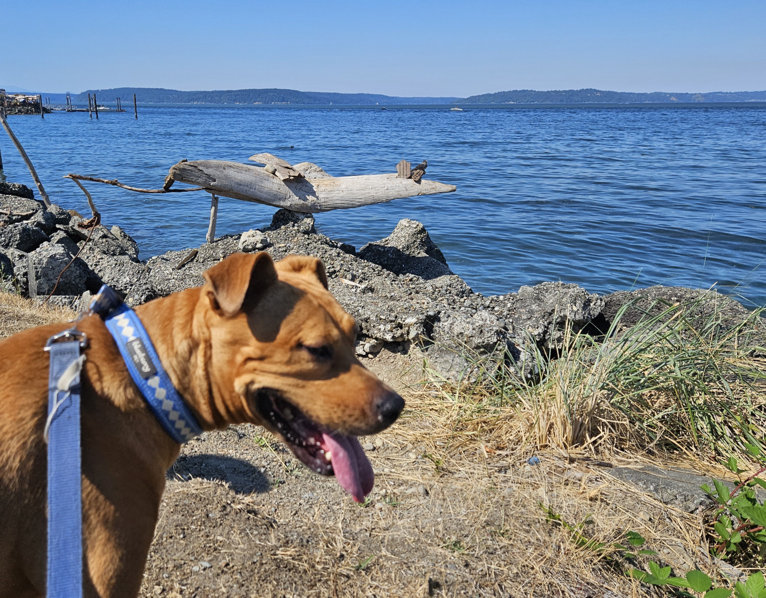 Barley, a dog, is out of focus in the foreground. Above her is a piece of driftwood, balanced precariously over blue water atop concrete wave breakers. At the tip of that piece of wood sits a tiny, barely discernable bird.