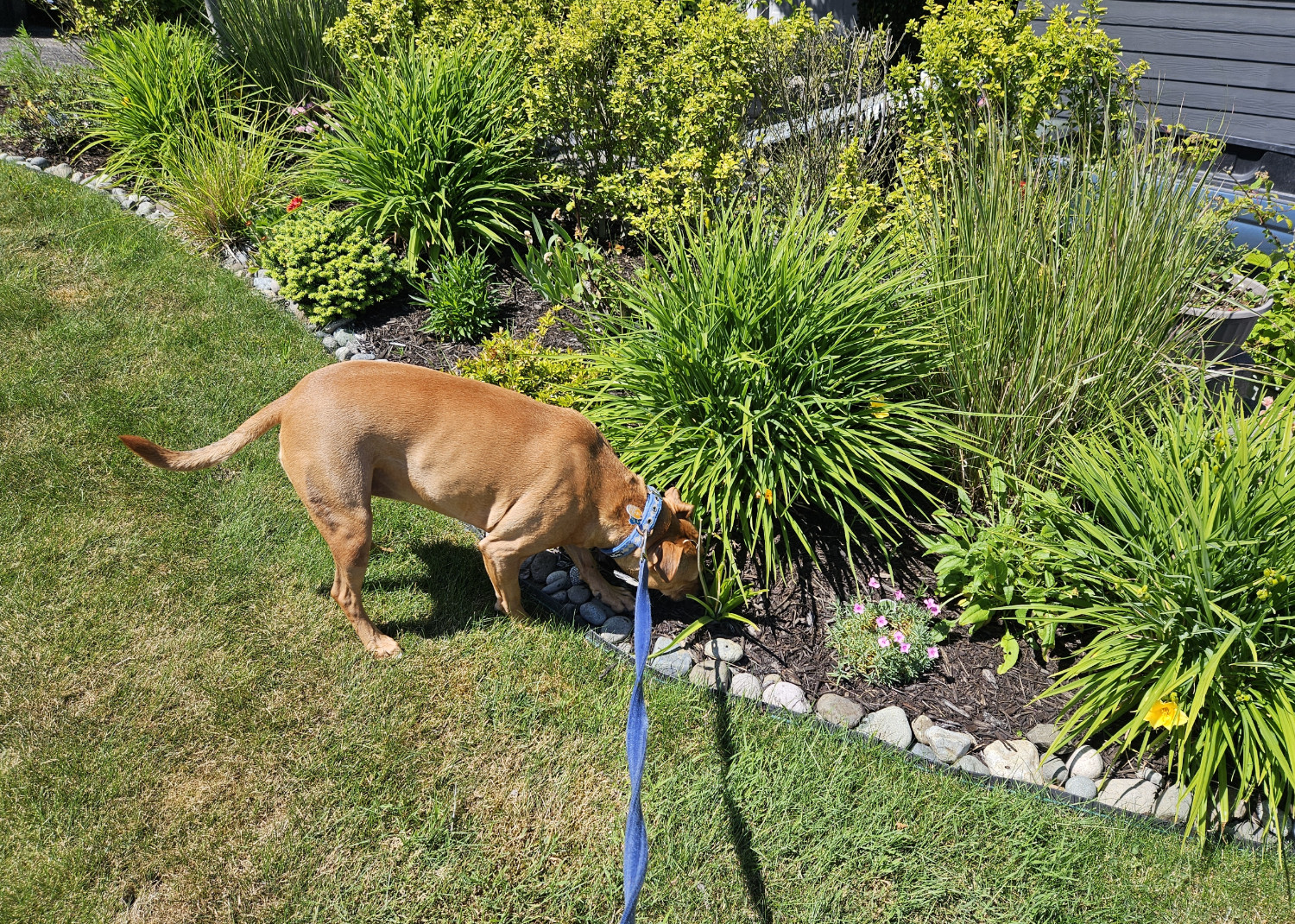 Barley, a dog, sniffs at the base of a spiky ball of a shrug, about as tall as she is.