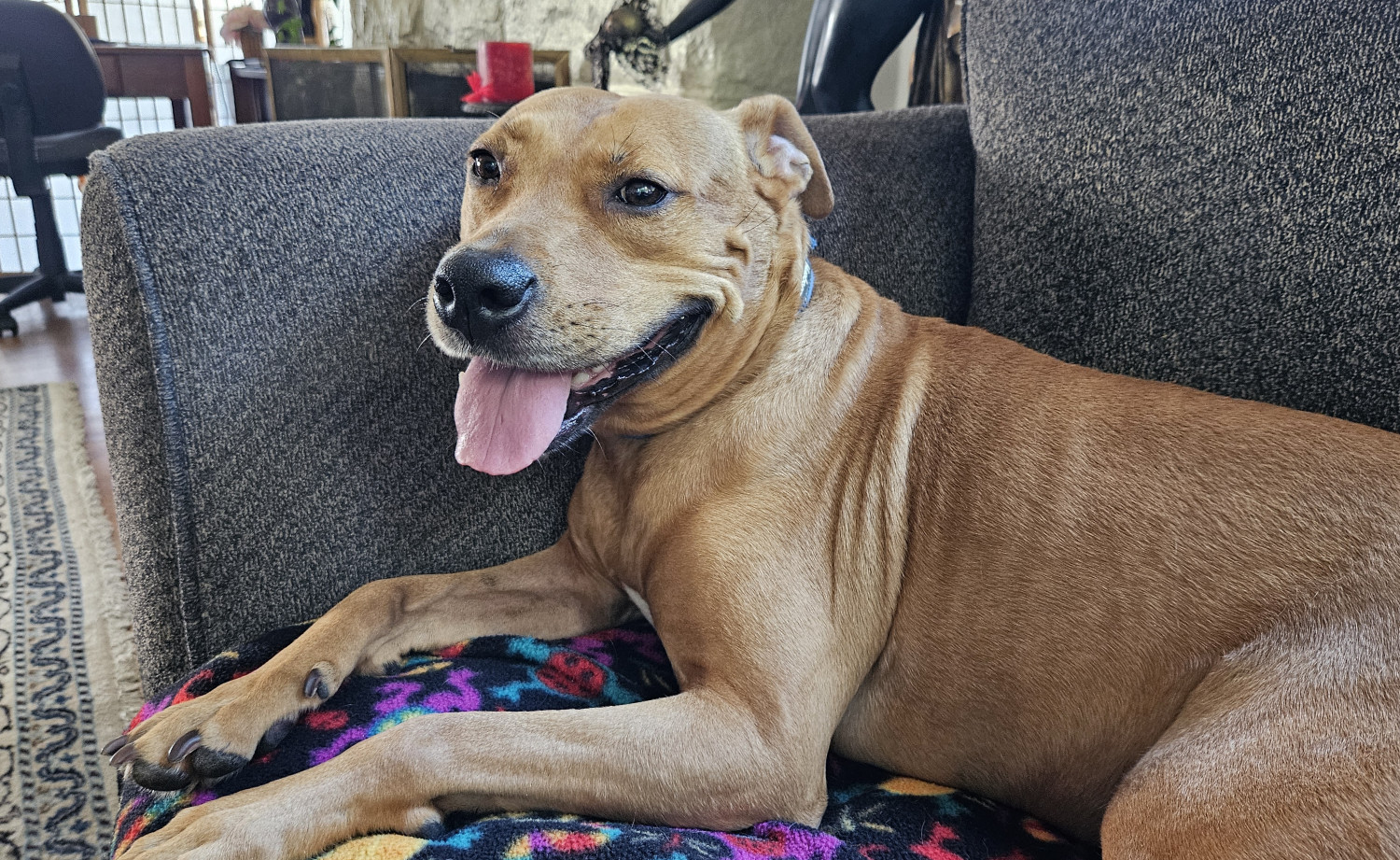 Barley, a dog, lies contentedly on a sofa, panting in such a way as to give a big smile.