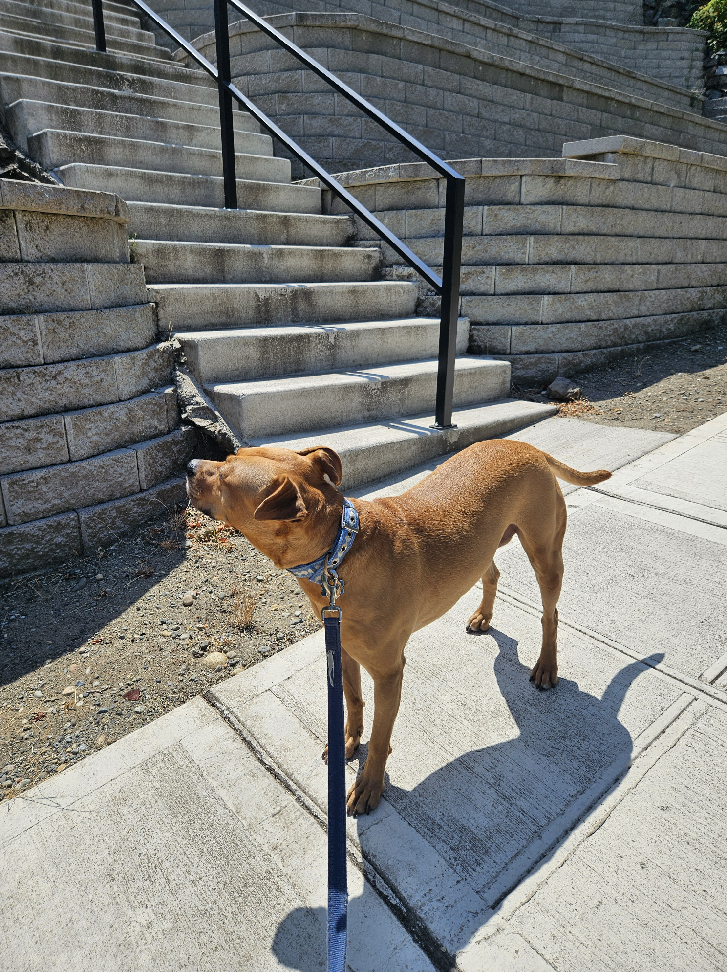 Barley, a dog, stands in front of a bizarre terraced yard made from concrete and bare earth that extends up and out of frame. This time, there is a handrail.