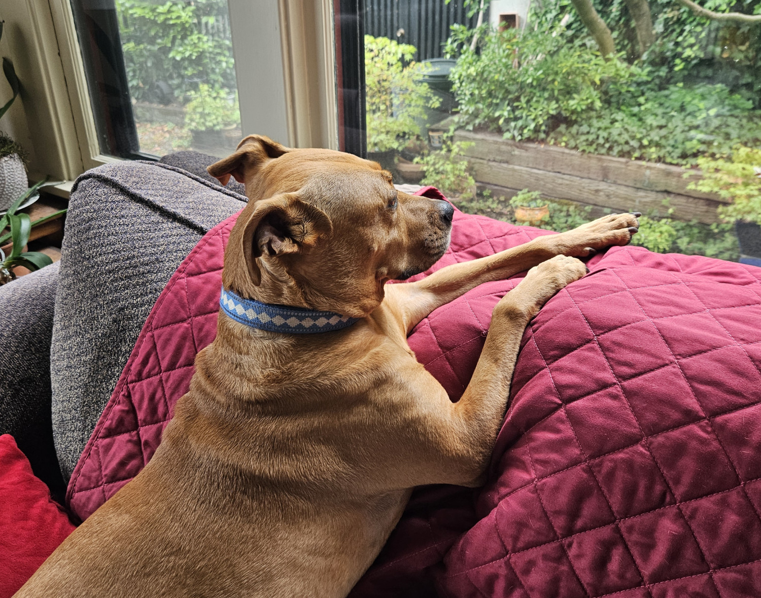 Barley, a dog, slumps her body against the backrest of a couch in order to look out a window, in effect lying down and sitting up at the same time.